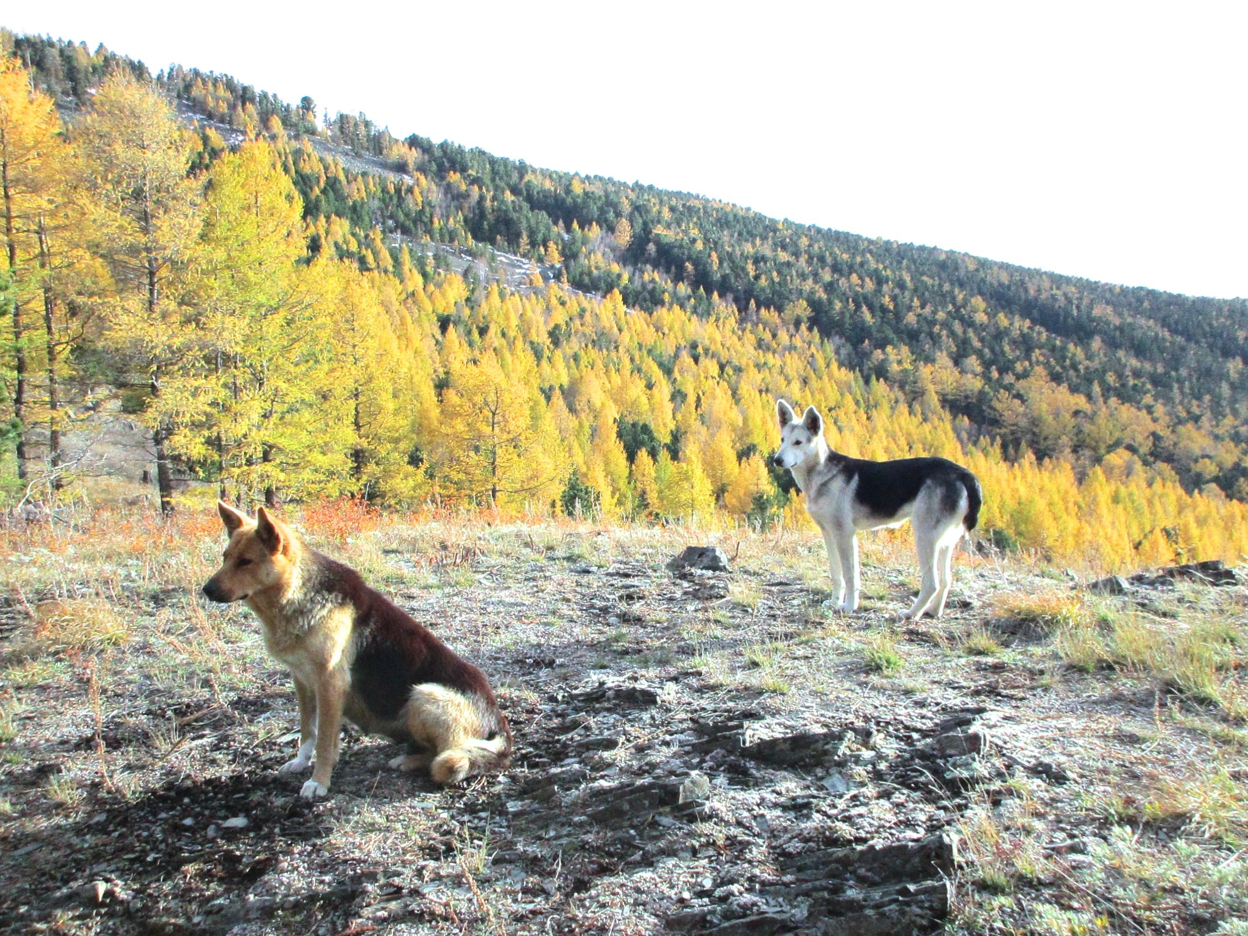 Two dogs, one with a brown and black coat sitting, and the other with a black and white coat standing, are positioned on a rocky surface. They are surrounded by a landscape of vibrant autumn trees in shades of yellow and green, with distant mountains visible in the background. The scene captures a tranquil outdoor setting on a clear day. Chengeltei Mountain North mountain bike trail.