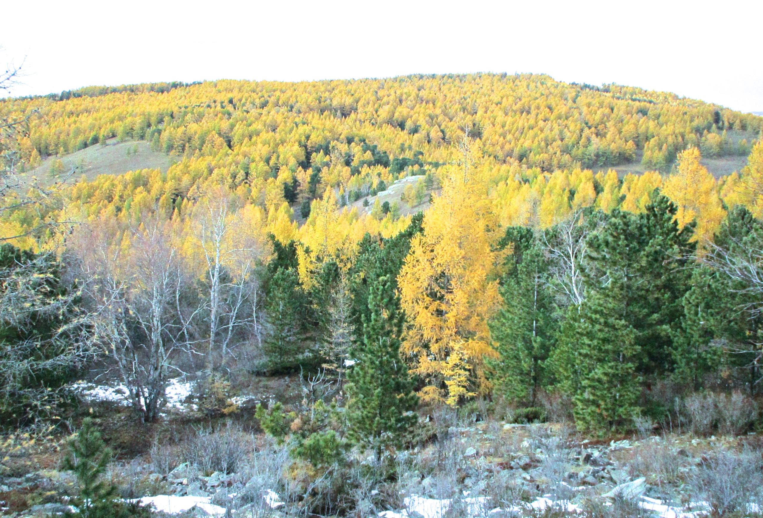 A scenic view of a hillside covered in vibrant autumn foliage, featuring a mix of yellow and green trees. Sparse patches of snow are visible on the ground, indicating the transition from fall to winter. The sky is bright and overcast, enhancing the colors of the landscape. Chengeltei Mountain North mountain bike trail.