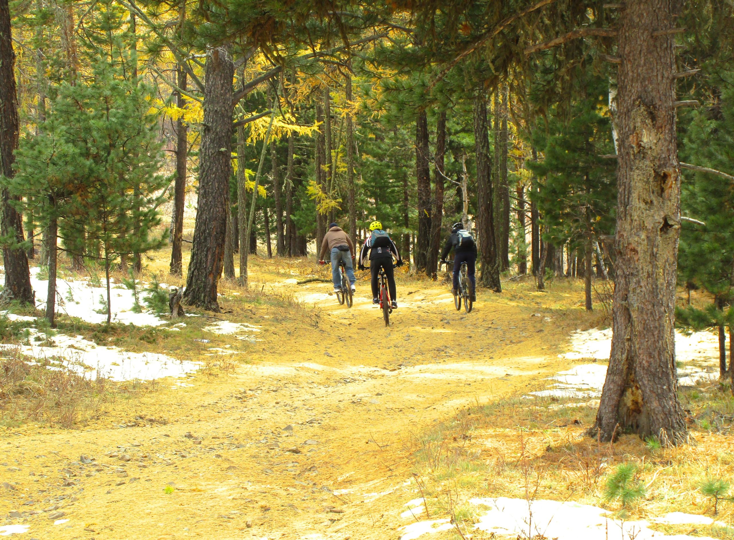 Three mountain bikers riding along a dirt trail surrounded by tall trees and autumn foliage, with patches of snow visible on the ground. The scene captures a serene outdoor atmosphere in a forested area. Shargamorit Khandgait Hills East mountain bike trail.