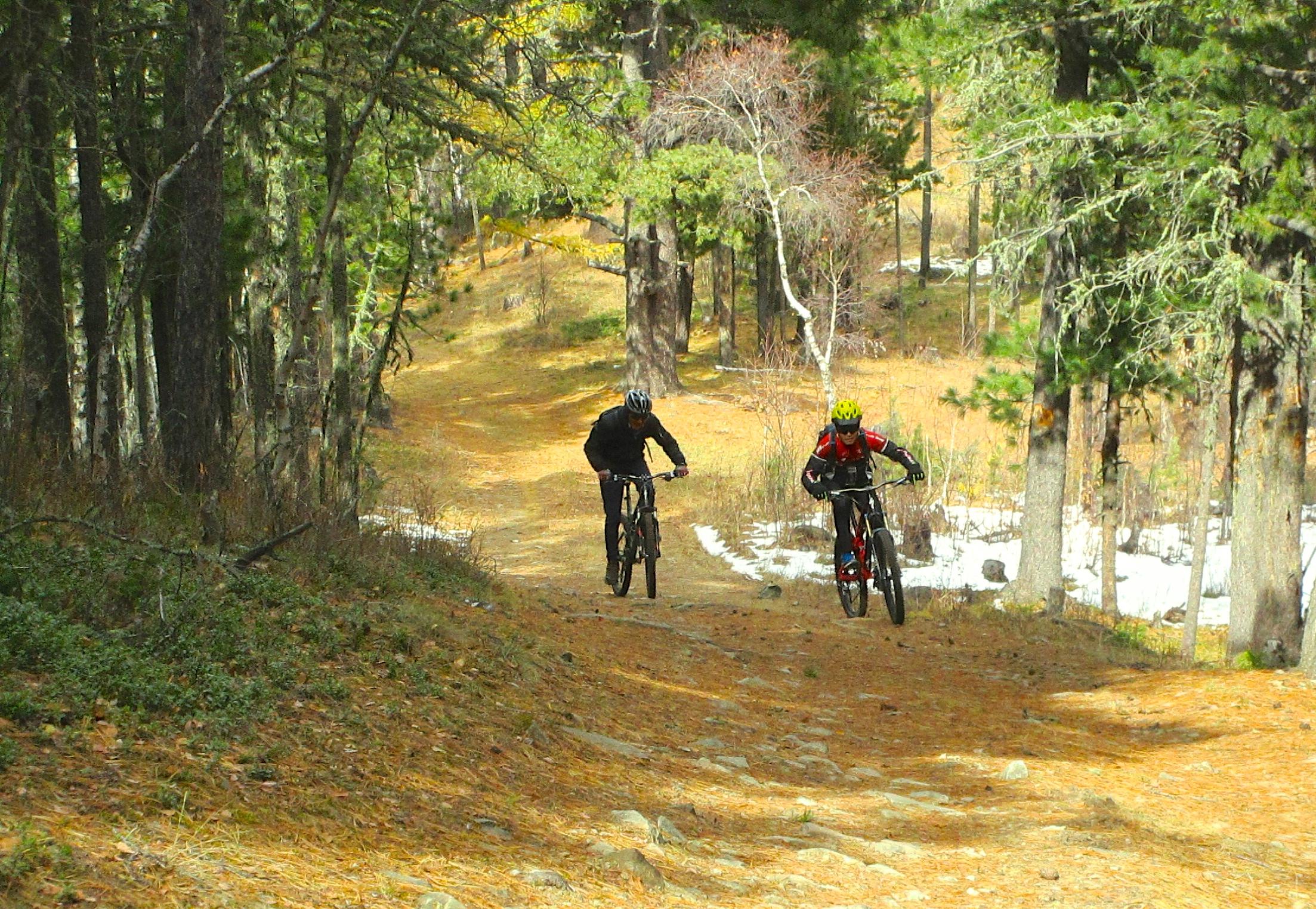 Two mountain bikers riding on a trail through a forest during autumn. The path is lined with fallen leaves, and patches of snow are visible in places. Tall trees surround the trail, showcasing a mix of evergreen and deciduous foliage. The bikers are wearing helmets and are focused on navigating the terrain. Shargamorit Khandgait Hills East mountain bike trail.