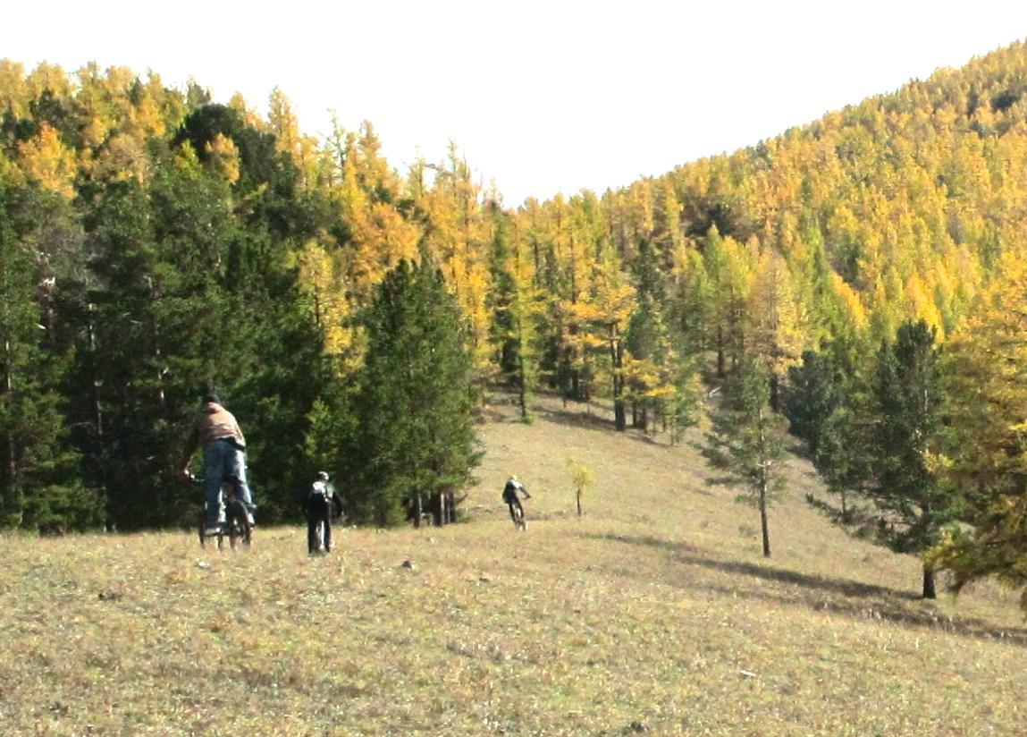 Three mountain bikers navigate a grassy hillside surrounded by a mix of evergreen and deciduous trees, showcasing vibrant autumn colors. The landscape features rolling hills, with the sun illuminating the scene under a clear sky. Selkh Am mountain bike trail.