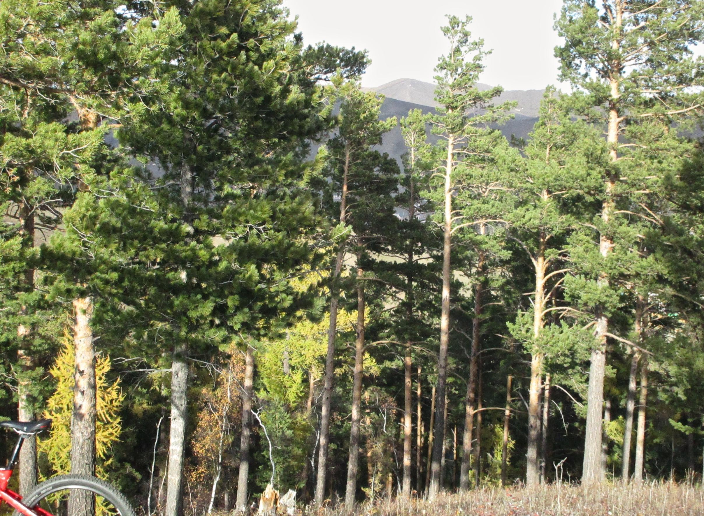 A dense forest scene featuring tall coniferous trees, with a mix of green and brown foliage. In the background, mountain peaks are visible under a clear sky. A red bicycle is partially visible in the foreground. Selkh Am mountain bike trail.