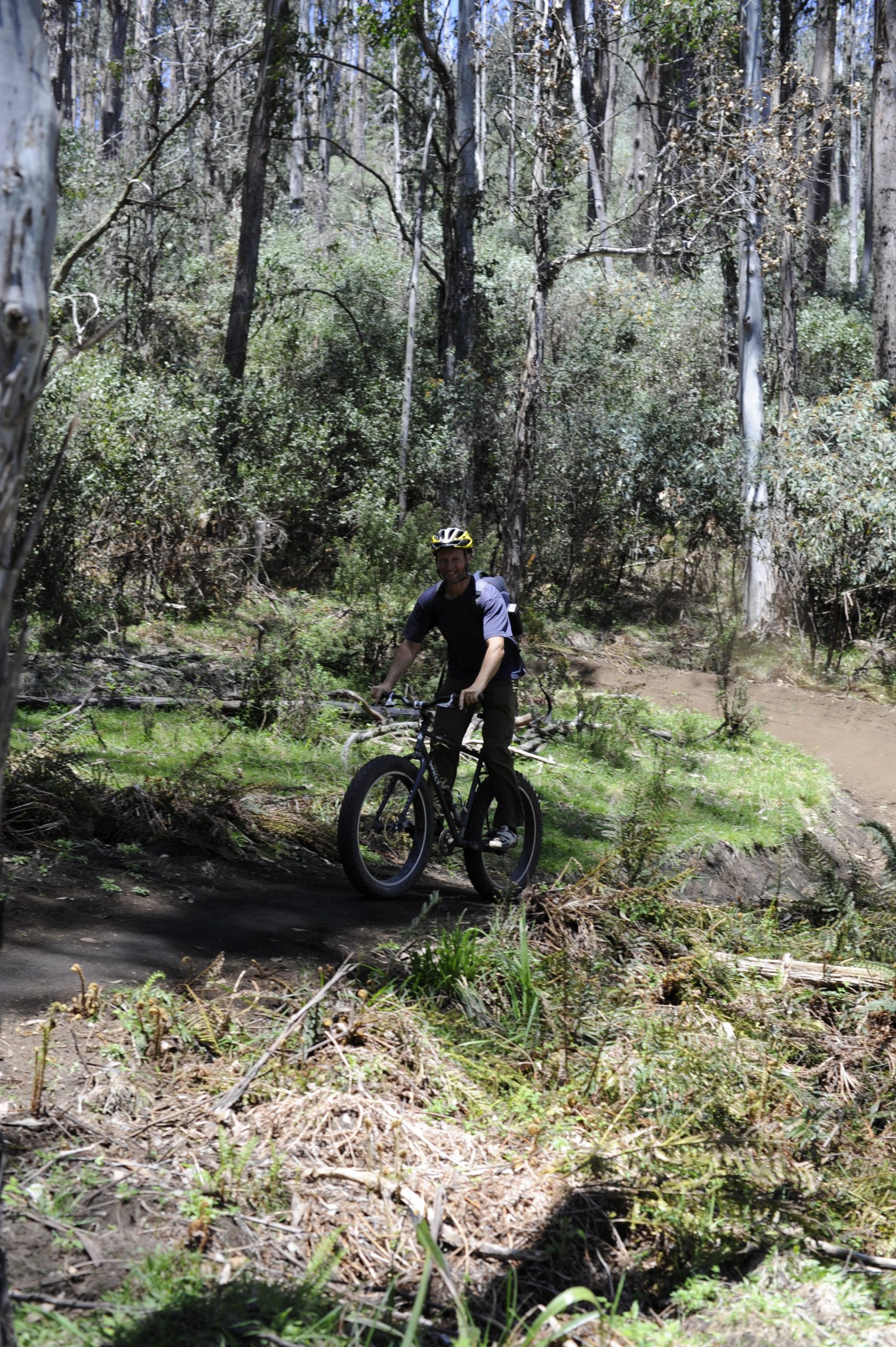 A person riding a fat bike on a dirt trail in a forested area with tall trees and lush greenery. The rider is wearing a helmet and a casual outfit, enjoying the outdoors on a sunny day. Packhorse mountain bike trail.