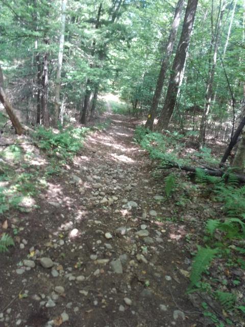 A winding forest trail covered in rocks and surrounded by lush green trees and ferns. The pathway appears to be leading deeper into the woods, with dappled sunlight filtering through the foliage. Blueberry Hill mountain bike trail.