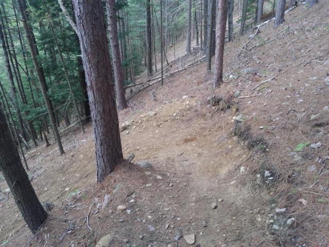 A narrow dirt path winding through a forested area, with tall trees on both sides and a slight incline. The ground is covered in pine needles and small rocks, indicating a natural, untamed environment. Blueberry Hill mountain bike trail.