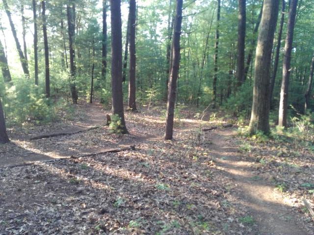 A serene forest scene featuring a dirt path that forks into two directions, surrounded by tall trees with green foliage. Sunlight filters through the leaves, casting soft shadows on the forest floor covered in fallen leaves and small branches. North Bethlehem Town Park mountain bike trail.