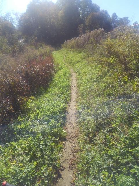A narrow dirt path winding through tall grass and wildflowers, surrounded by greenery and trees under a clear blue sky. Bennington Area Trail System - BATS mountain bike trail.