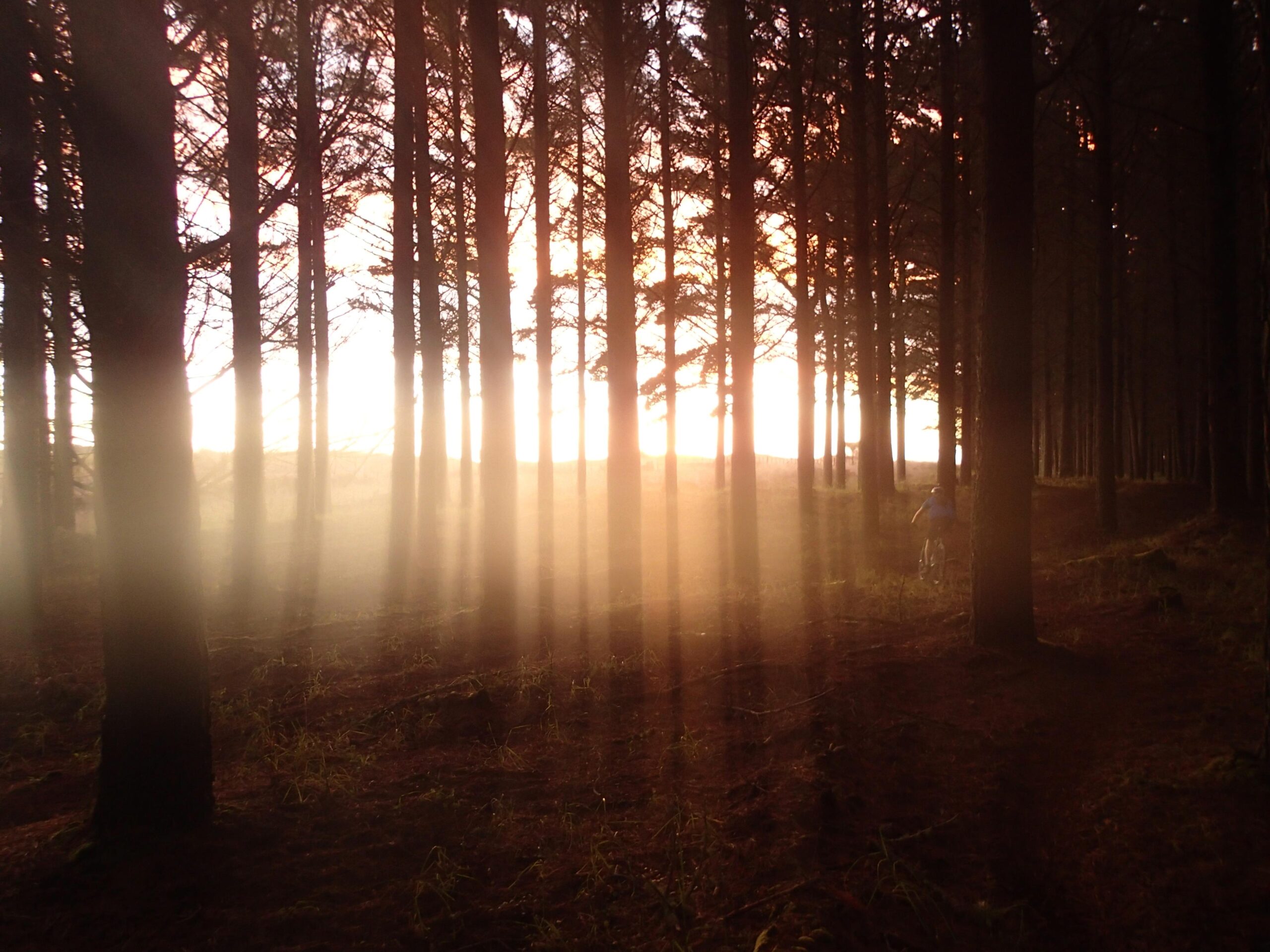 Giant Trance: A tranquil forest scene at sunset, where sunlight filters through tall trees, creating a warm glow. Soft mist fills the air, adding a mystical quality to the setting. In the distance, a person can be seen biking along a winding path through the trees.