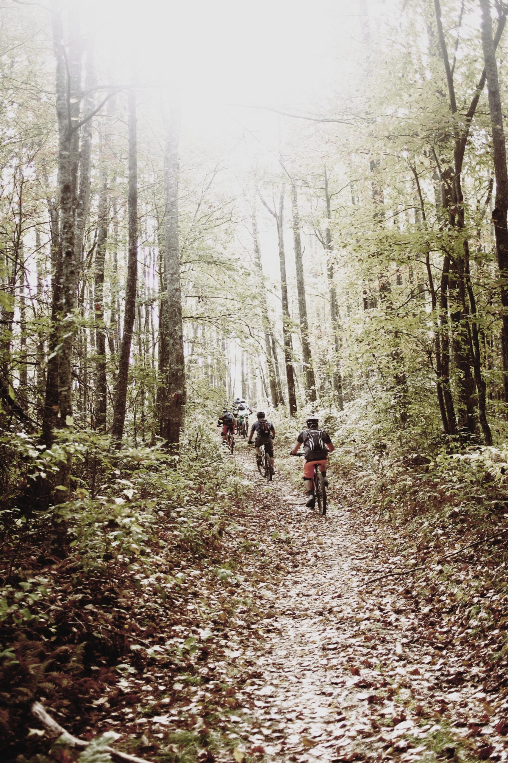 A group of mountain bikers riding along a dirt trail in a forest. The scene is illuminated by soft, natural light filtering through the trees, surrounded by greenery and fallen leaves. Bennett Gap / 138 mountain bike trail.