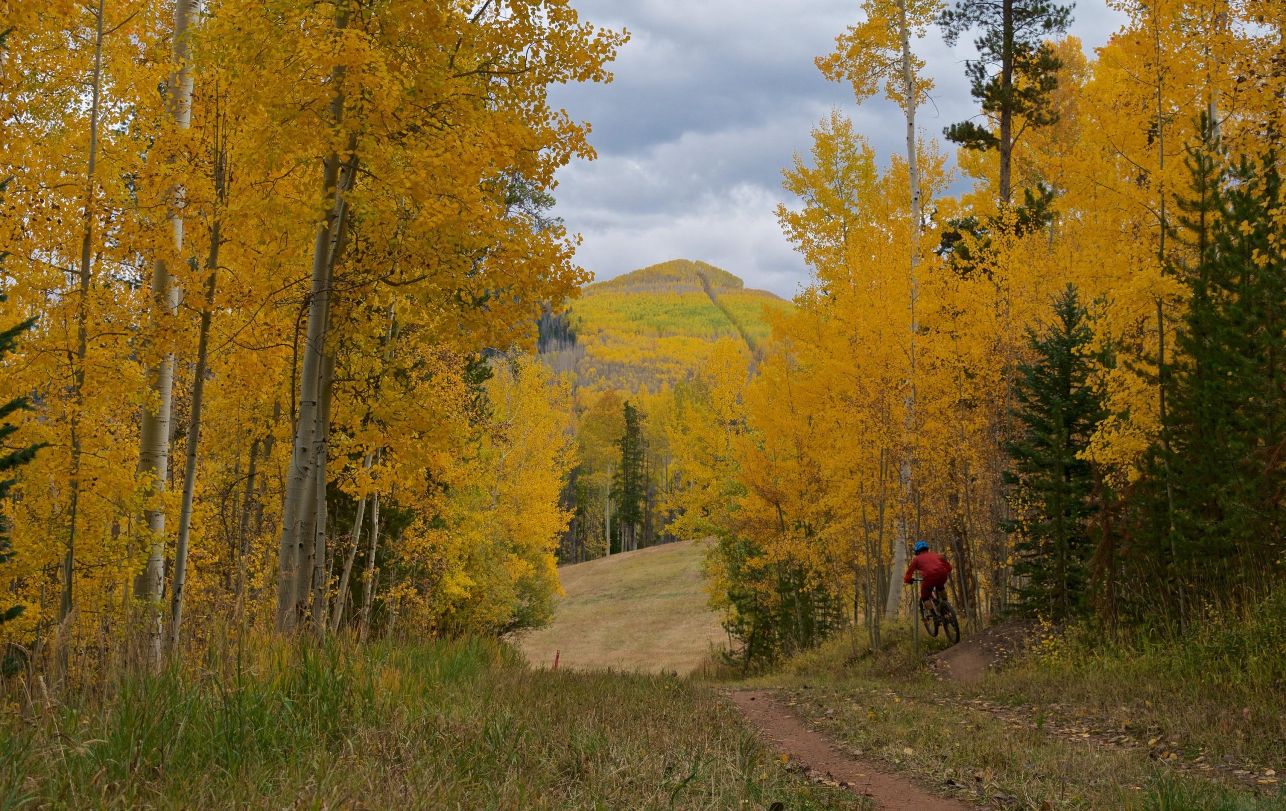A mountain biker rides along a trail surrounded by vibrant yellow aspen trees, with a distant green hill and cloudy sky in the background. Vail Mountain Bike Park mountain bike trail.