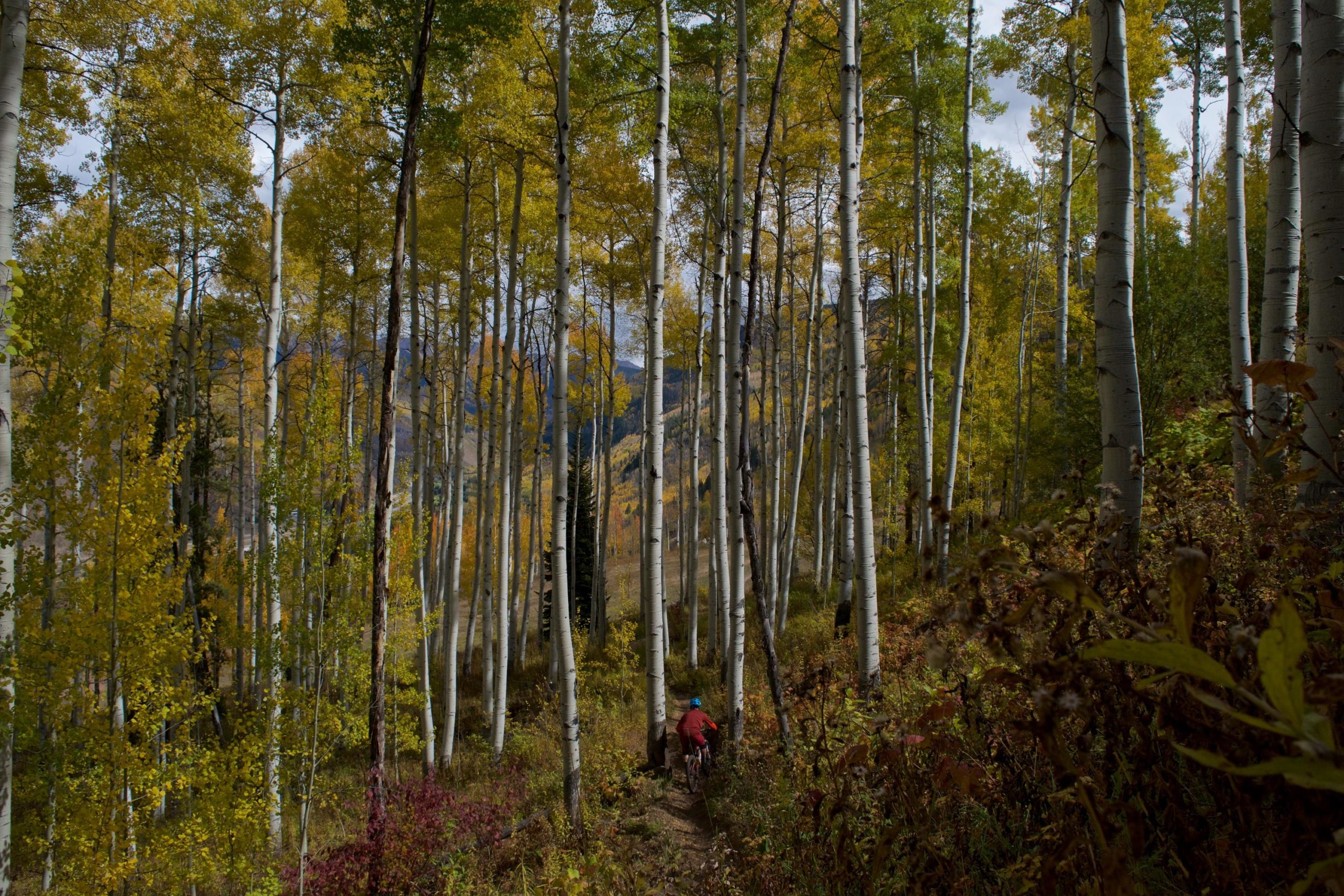 A serene forest scene featuring tall aspen trees with vibrant yellow leaves, set against a backdrop of mountains. A person riding a mountain bike can be seen on a narrow trail winding through the colorful vegetation and trees. The scene captures the beauty of autumn in a natural setting. Vail Mountain Bike Park mountain bike trail.