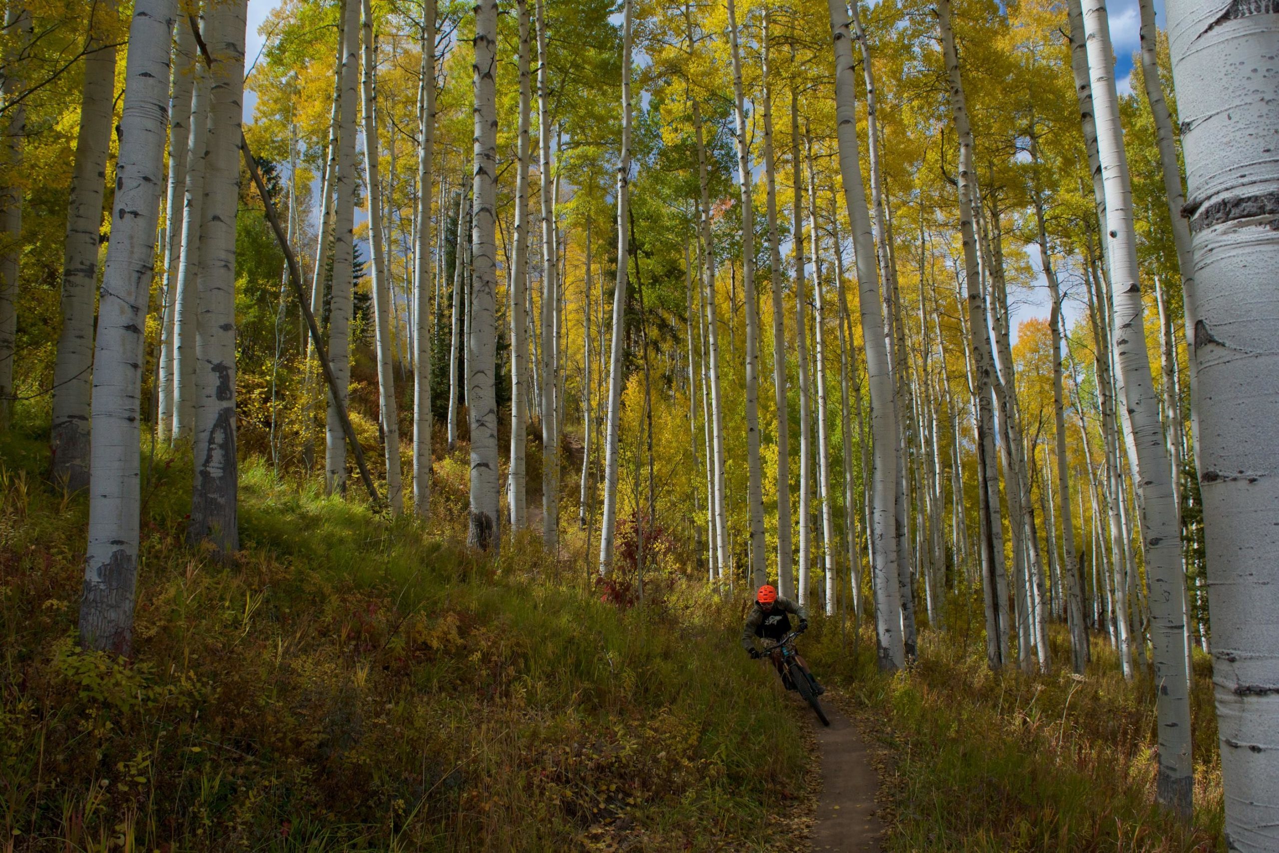 A mountain biker rides along a narrow dirt trail through a vibrant forest of tall aspen trees, showcasing bright yellow leaves against a backdrop of white tree trunks and lush greenery. Vail Mountain Bike Park mountain bike trail.