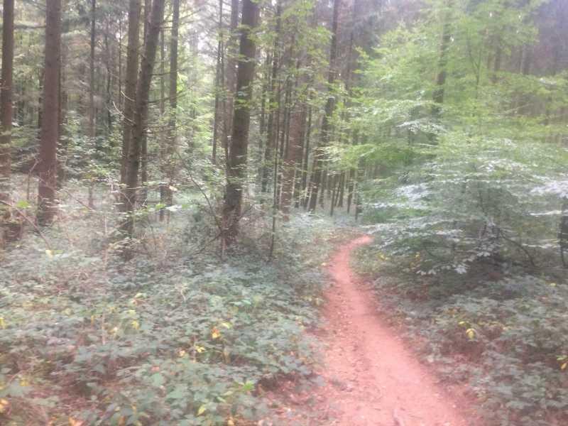A winding dirt path through a lush, green forest, surrounded by tall trees and underbrush, with dappled light filtering through the leaves. Landstuhl Trail mountain bike trail.