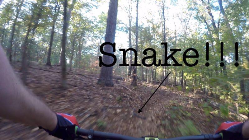 A mountain biking perspective showing a forest path with fallen leaves, where a snake is pointed out on the ground. The image has an arrow indicating the location of the snake, with the text "Snake!!!" prominently displayed. Bodcau mountain bike trail.