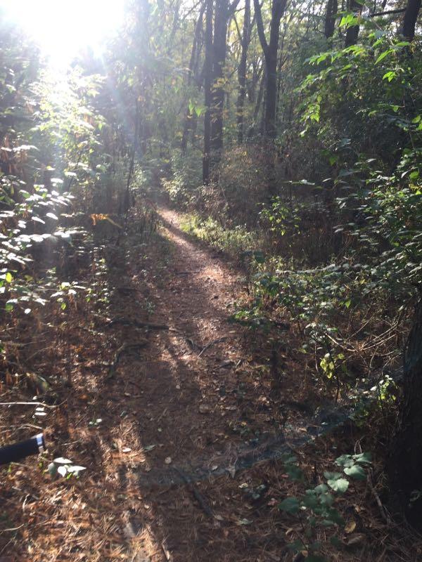 A narrow trail winding through a sunlit forest, surrounded by tall trees and lush greenery. The path is lined with fallen leaves and soft earth, inviting exploration into the serene woodland setting. Rock Cut State Park mountain bike trail.