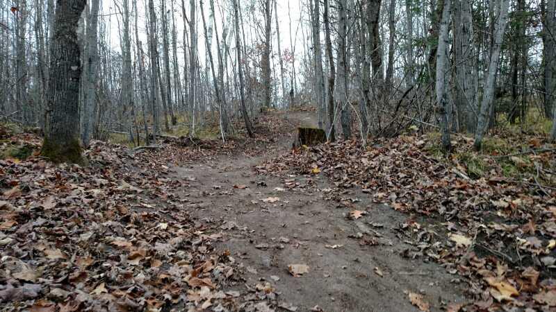 A dirt path winding through a forest, lined with trees and scattered autumn leaves. The atmosphere is calm and quiet, with a few trees in the background and a stump visible on the side of the path. Jack Lake mountain bike trail.