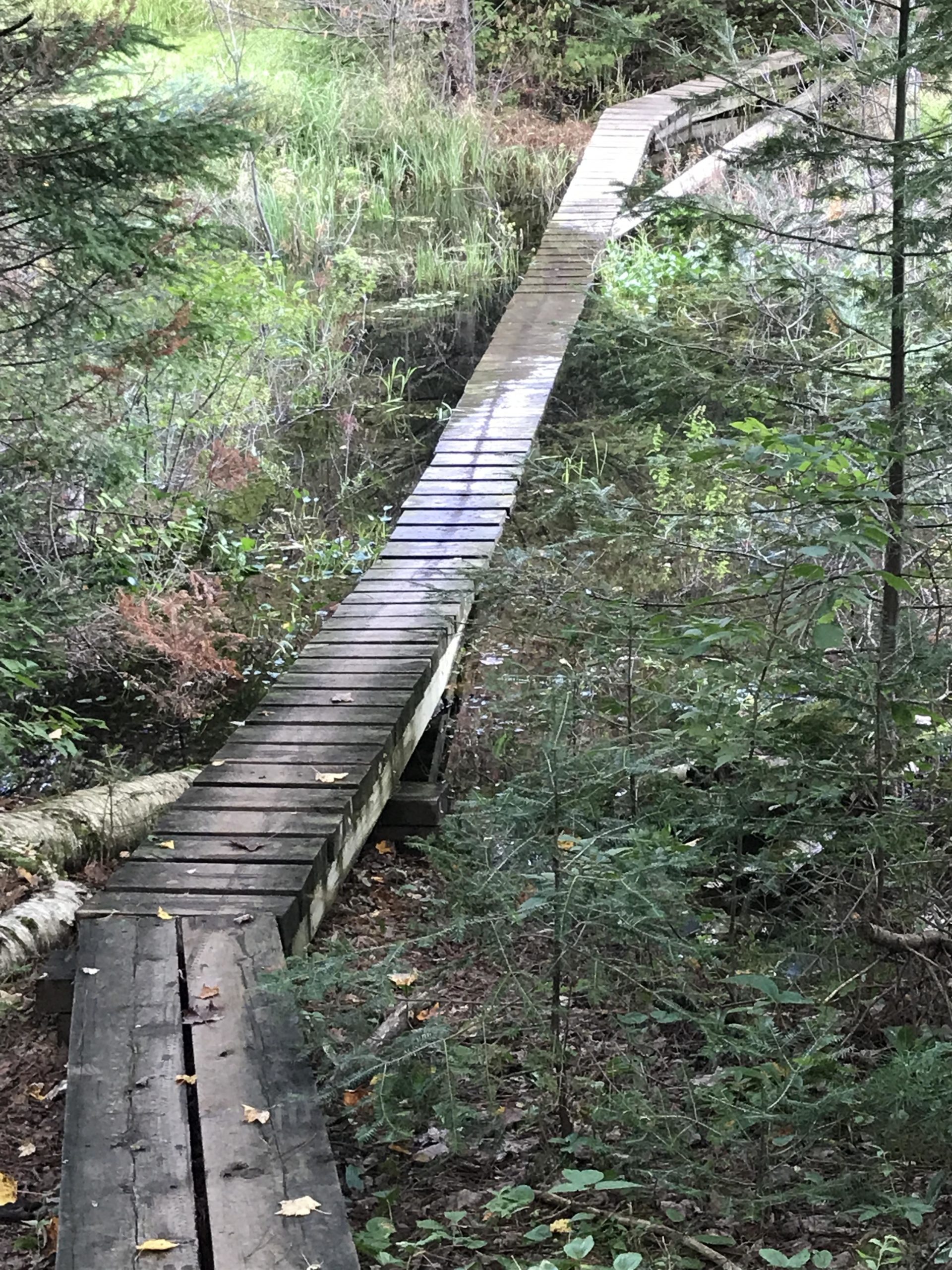 A wooden boardwalk extends through a lush, wetland area, surrounded by green foliage and water. The path is slightly elevated above the water's surface, with small plants and grasses visible along the edges. Sunlight filters through the trees, creating a serene and natural setting. CAMBA: Namakagon Cluster mountain bike trail.