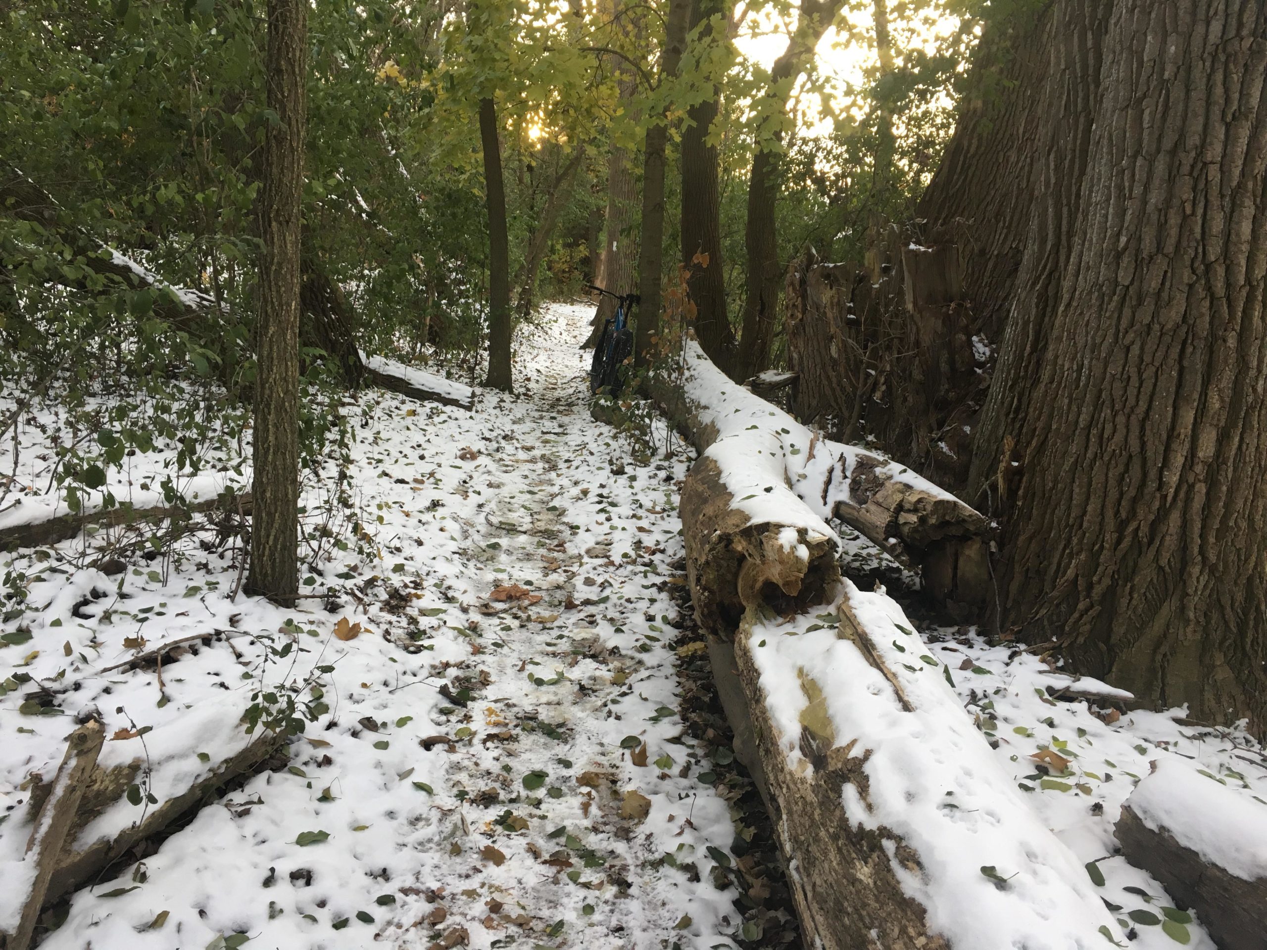 A narrow, winding path through a wooded area, covered in a light dusting of snow and scattered autumn leaves. Large trees line the sides of the trail, with fallen logs partially covered in snow. Soft sunlight is filtering through the trees, creating a serene and tranquil atmosphere. Western University trails mountain bike trail.