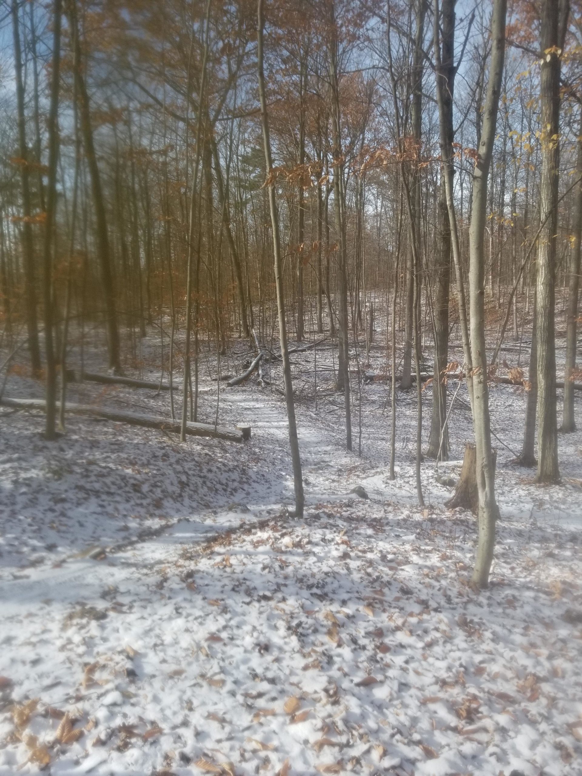 A tranquil winter forest scene with bare trees and a light dusting of snow covering the ground, interspersed with fallen leaves. The sky is clear with a hint of blue, and a winding path leads through the trees, creating a serene, natural atmosphere. Puslinch Lake mountain bike trail.