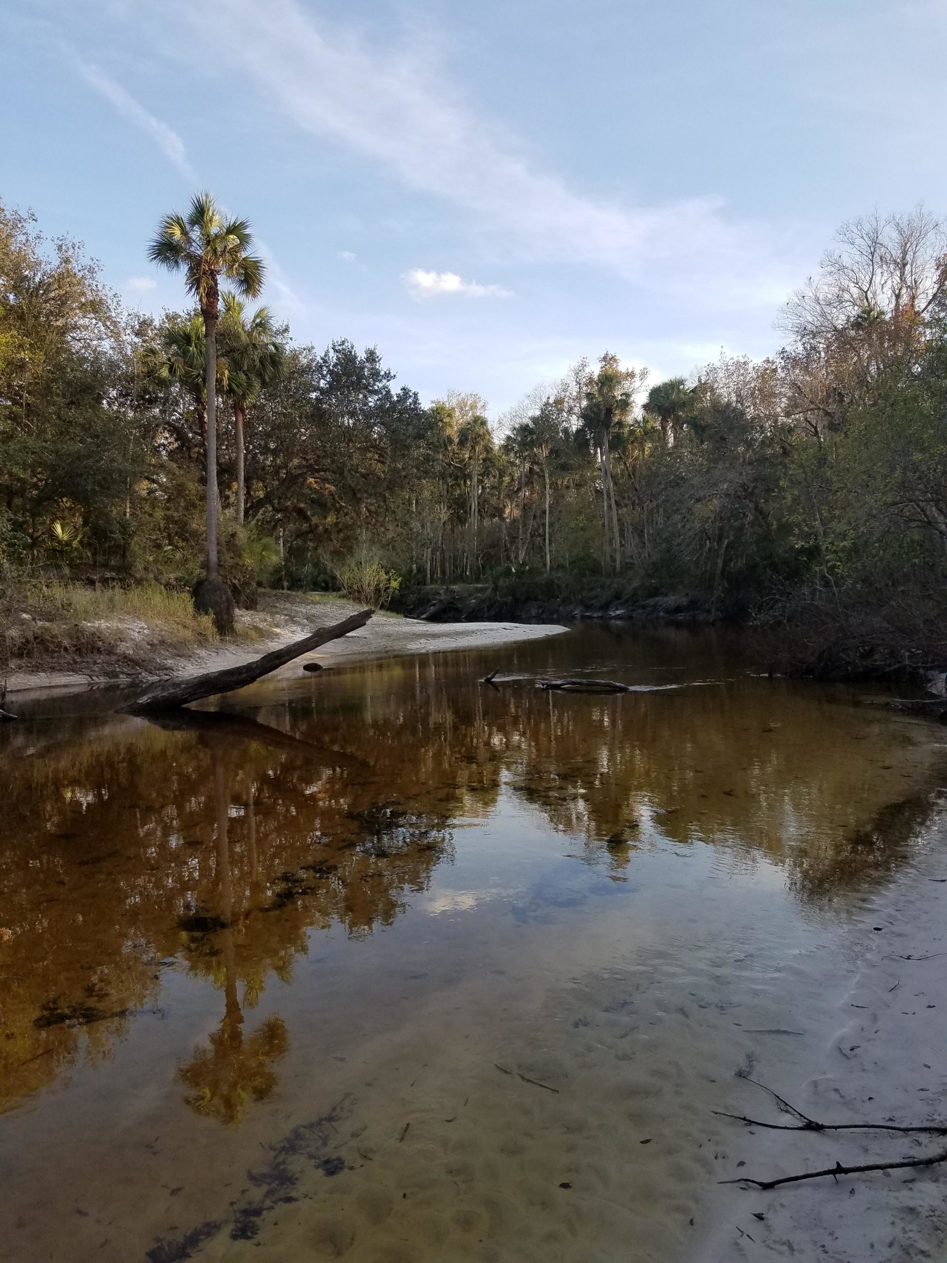 A serene river scene bordered by trees, featuring reflections of palm trees and surrounding foliage in the calm water. The sky is blue with wispy clouds, and a fallen log extends into the river. The landscape has a natural, untouched feel, showcasing the tranquility of the environment. Little Big Econ State Forest mountain bike trail.