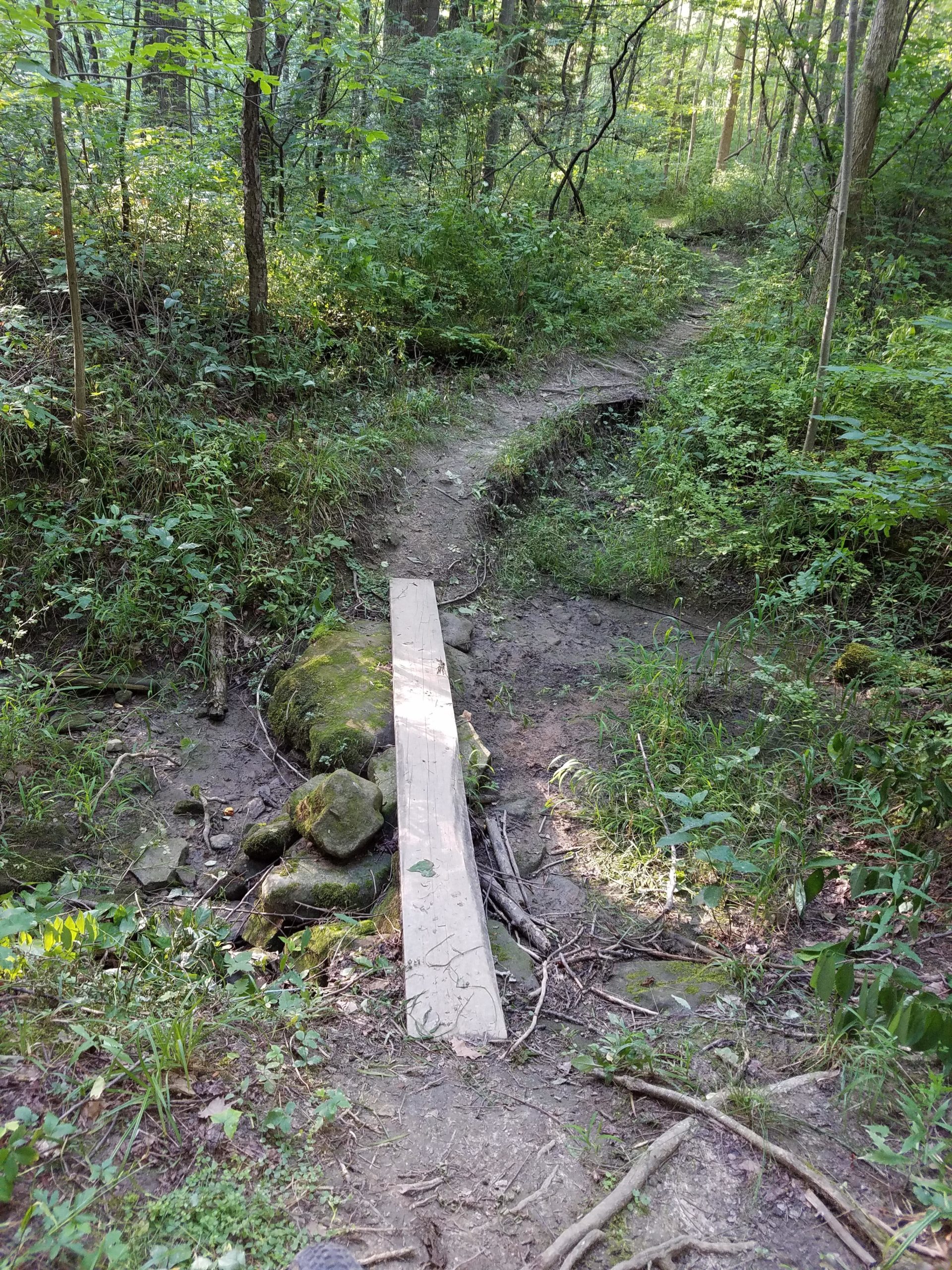 A narrow wooden plank bridge crosses a rocky area in a lush, green forest. A dirt path winds through the foliage, with grasses, small plants, and scattered rocks lining the trail. Sunlight filters through the trees, creating a serene, natural setting. Indian Hollow Reservation mountain bike trail.