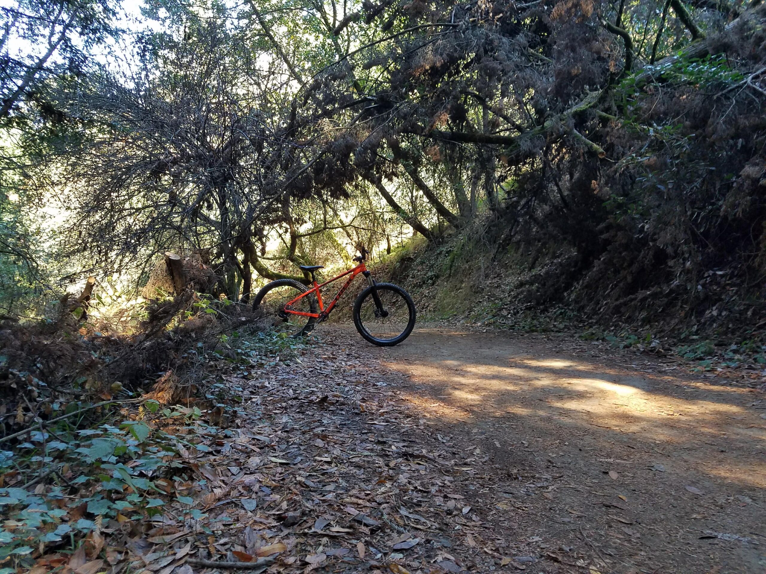 Trek Roscoe 8: A bright orange bicycle rests against a fallen tree along a narrow dirt path surrounded by lush greenery and scattered leaves, with sunlight filtering through the trees in the background.