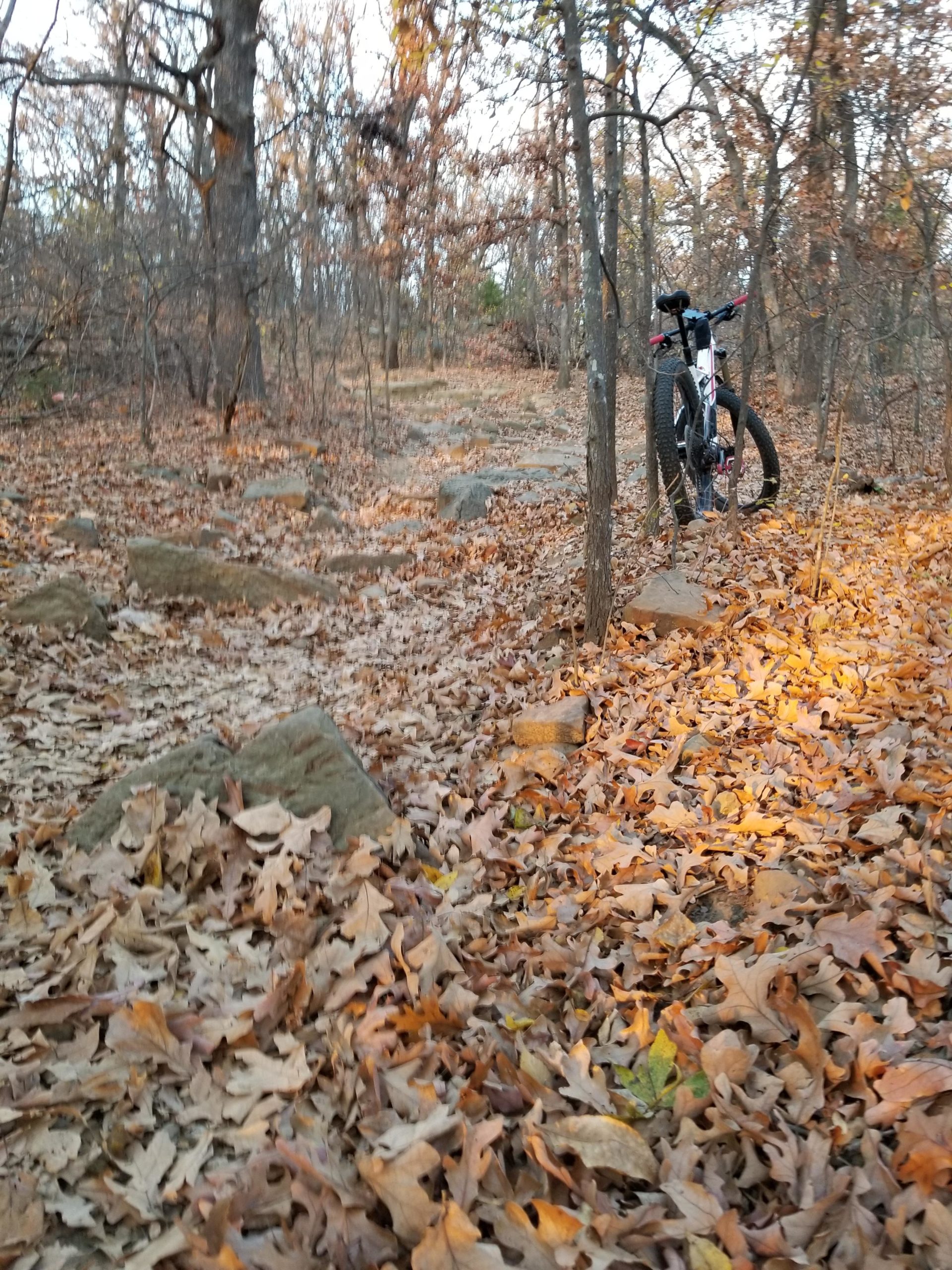 A mountain bike rests against a tree on a forest path covered in dry autumn leaves, with rocks scattered along the trail. The surroundings are filled with bare and partially dense trees, reflecting a late fall atmosphere. Turkey Mountain mountain bike trail.