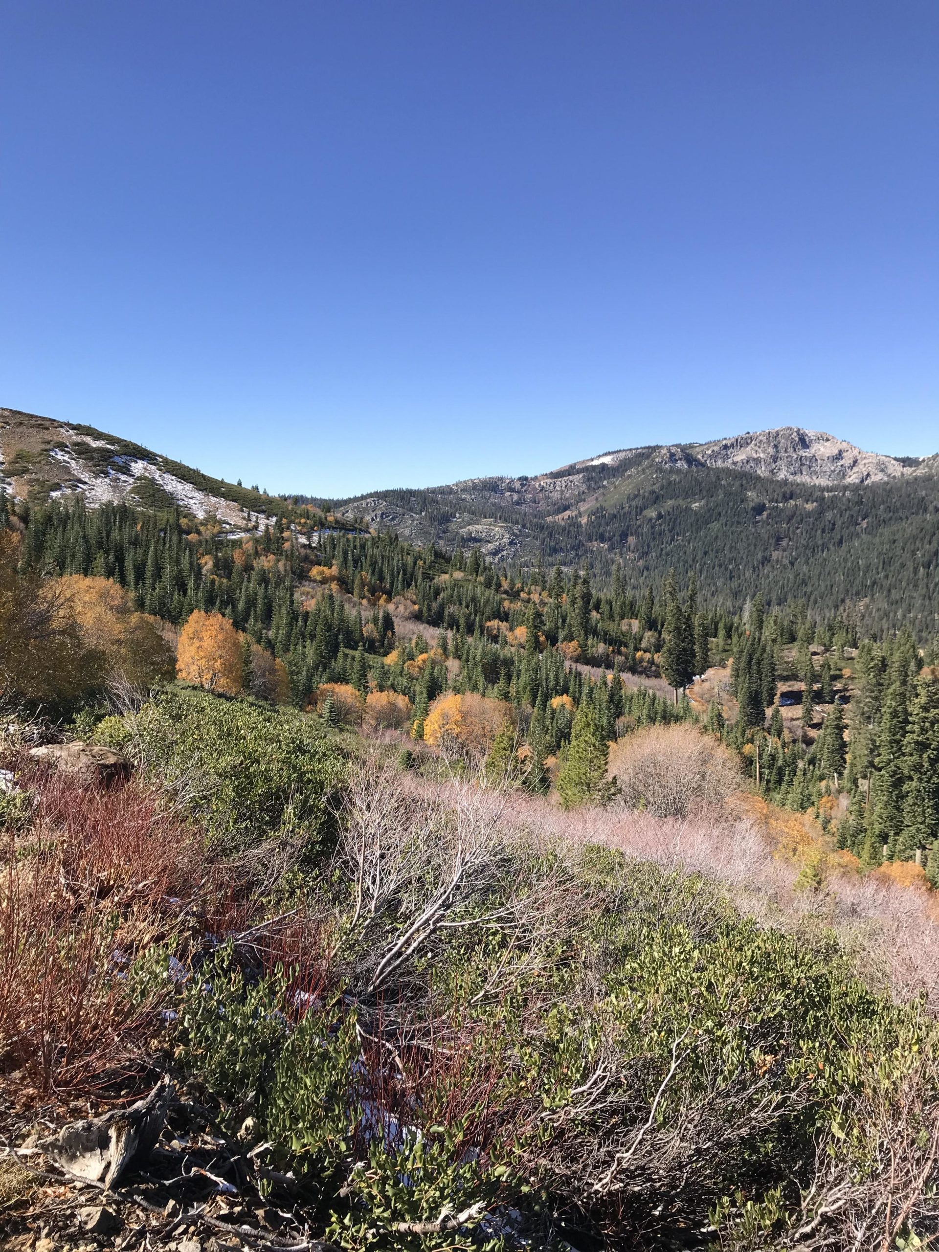 A scenic view of a mountainous landscape featuring a forest with varying shades of green and fall foliage, under a clear blue sky. The foreground includes shrubs with bare branches, while the background showcases rolling hills and patches of snow on the peaks. Tahoe Donner various mountain bike trail.