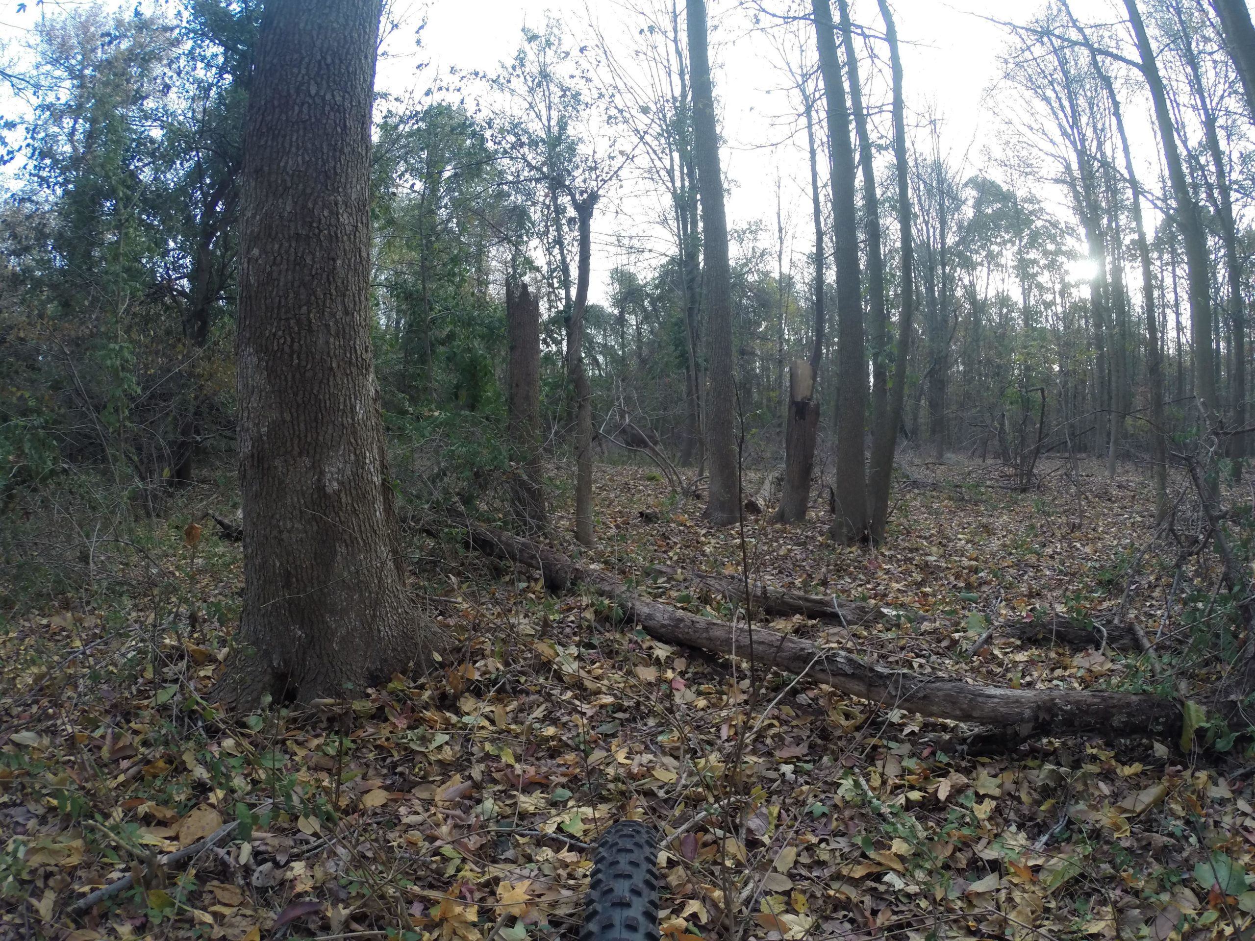 A scenic view of a wooded area during autumn, featuring tall trees with textured bark, fallen leaves covering the ground, and scattered branches. The background shows a mix of dense greenery and bare branches, with soft sunlight filtering through the canopy. A bike tire is visible in the foreground, suggesting a biking or outdoor activity. Richmond Avenue and Forest Hill road mountain bike trail.