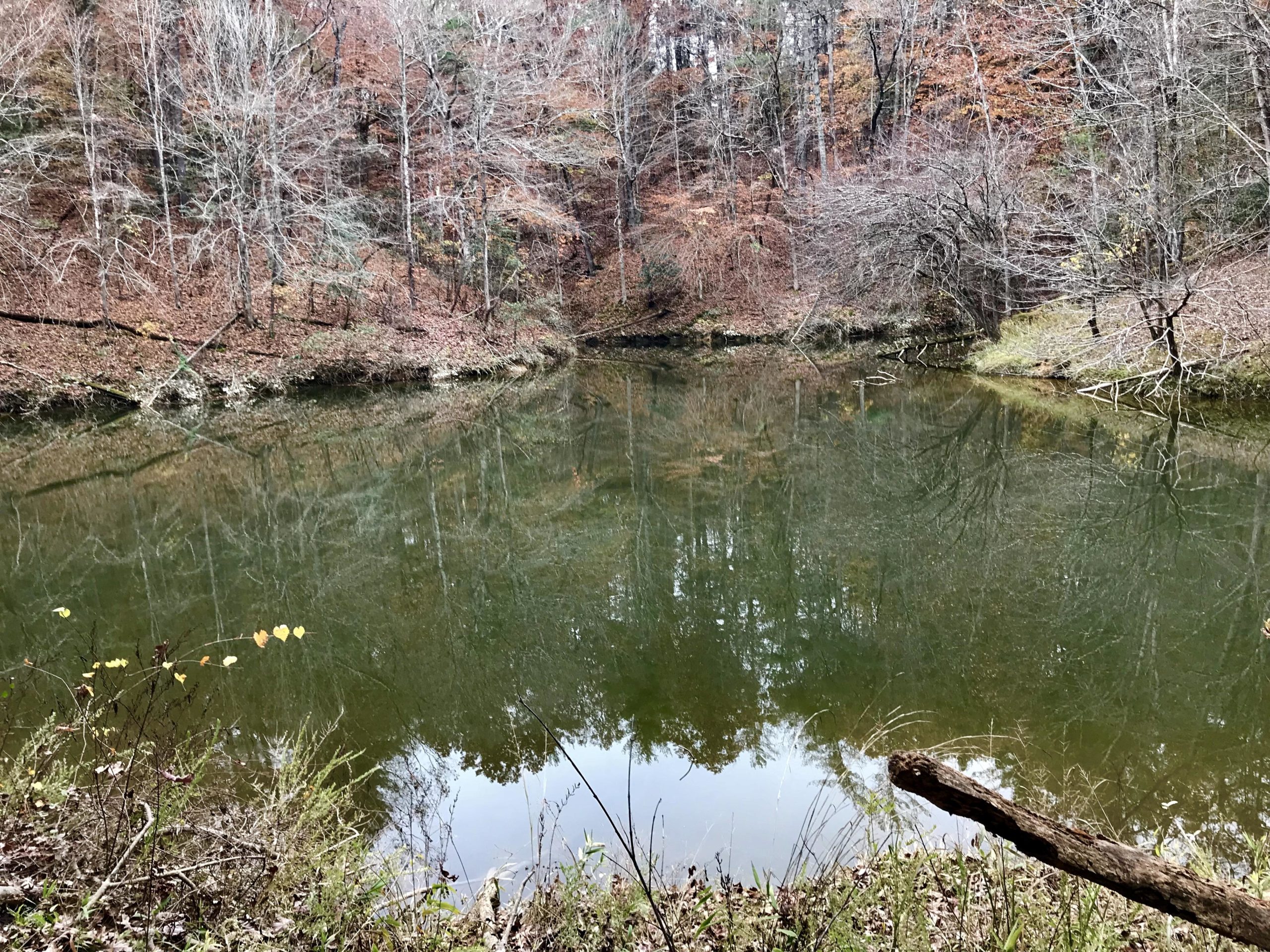 A serene pond reflecting the surrounding trees, with autumn leaves on the ground. The scene features bare branches and a few remaining leaves, and is framed by lush grass and twigs at the water's edge, showcasing a tranquil natural landscape. Warrior Creek mountain bike trail.