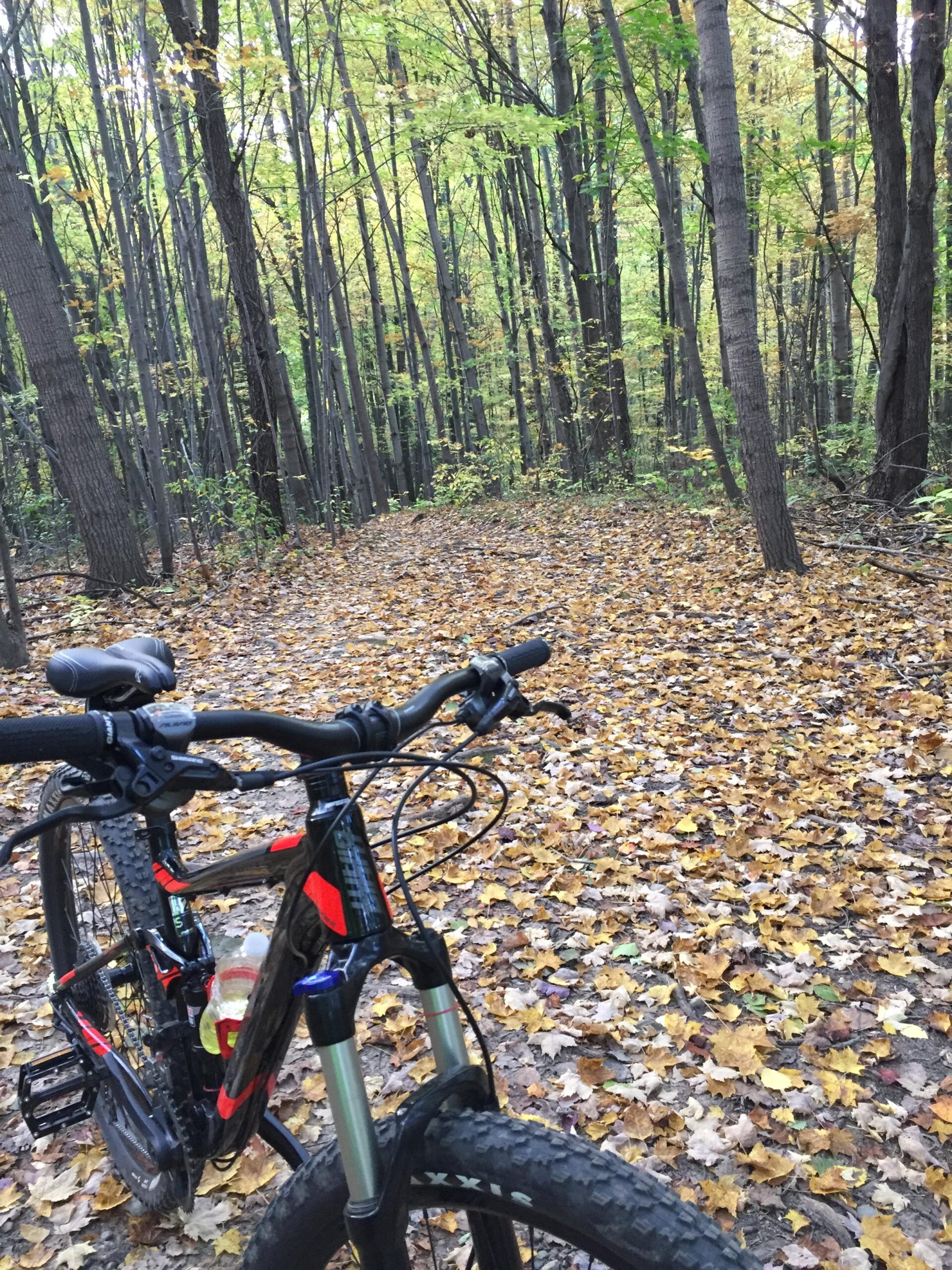 Giant Stance 27.5 2: A mountain bike is parked on a leafy trail in a forest, surrounded by tall trees with green and yellow foliage. The ground is covered with autumn leaves, creating a colorful carpet.