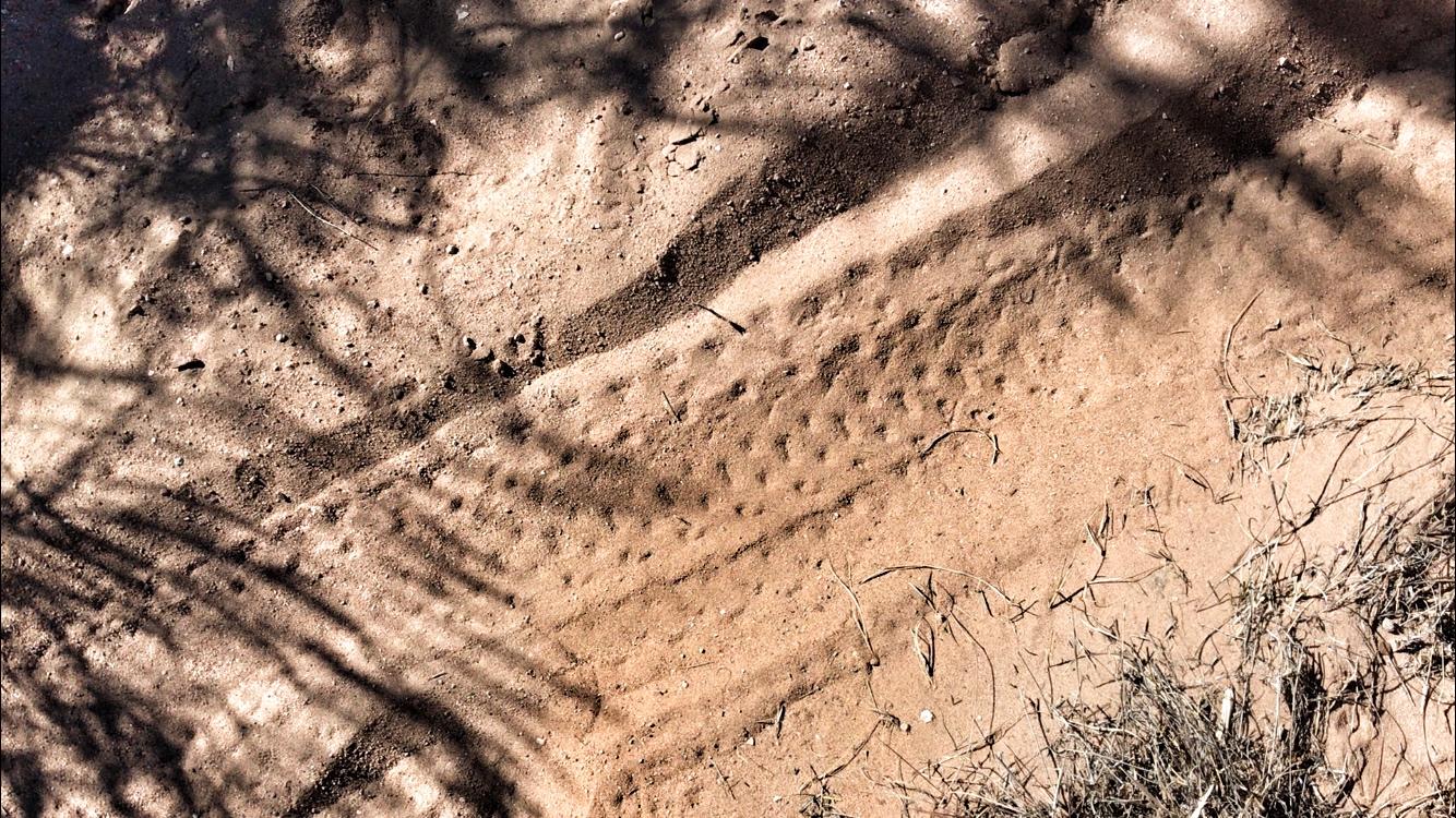 A sandy surface showing various patterns and textures, including small indents and trails, with scattered pebbles and patches of dried grass at the edges. The shadows of nearby plants create a contrasting effect on the ground. Mariposa Fat Bike Trails mountain bike trail.