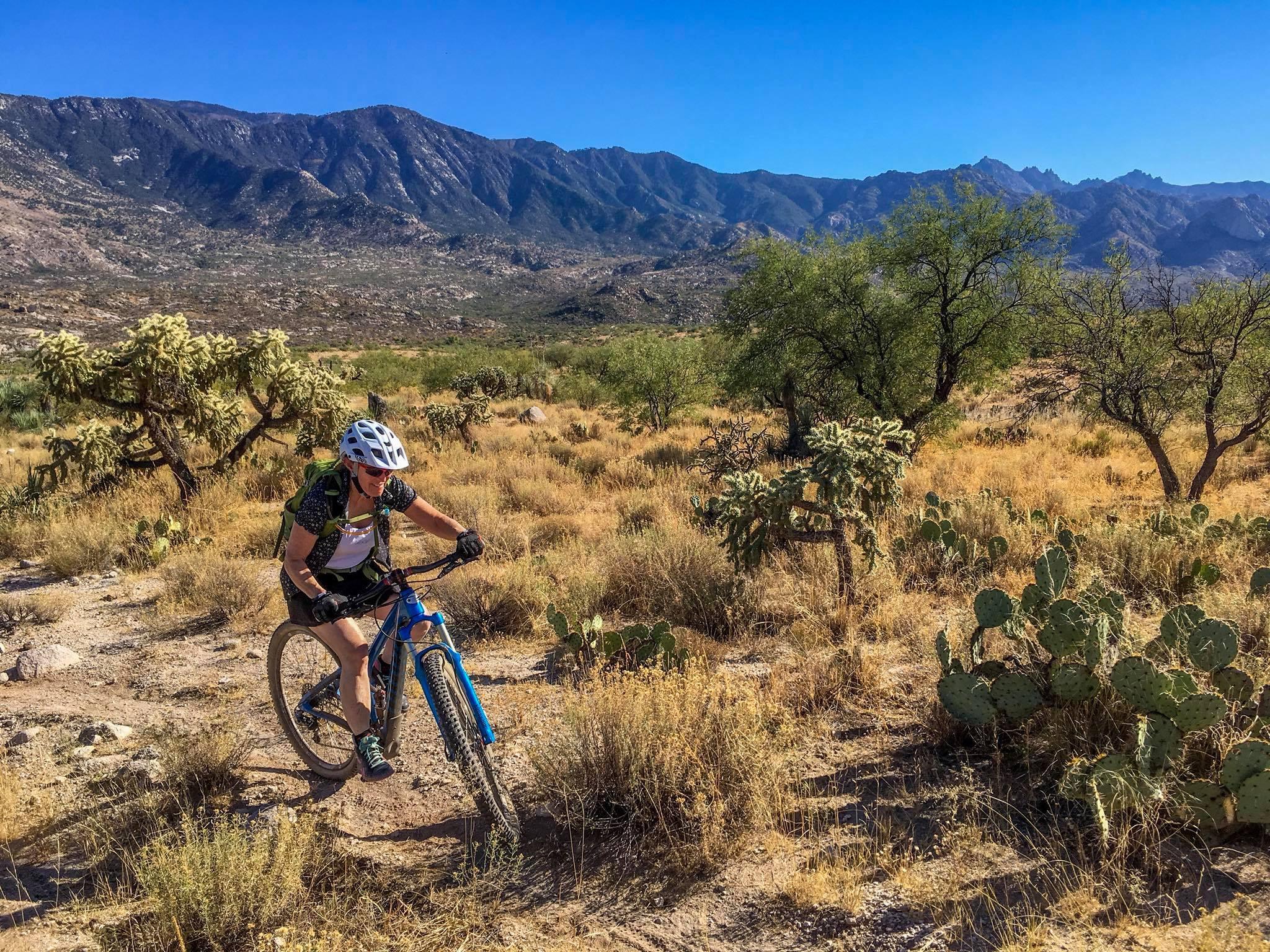 A mountain biker navigating a dirt trail in a desert landscape, surrounded by cacti and sparse vegetation, with mountains in the background under a clear blue sky. 50-year Trail / Golder Ranch mountain bike trail.