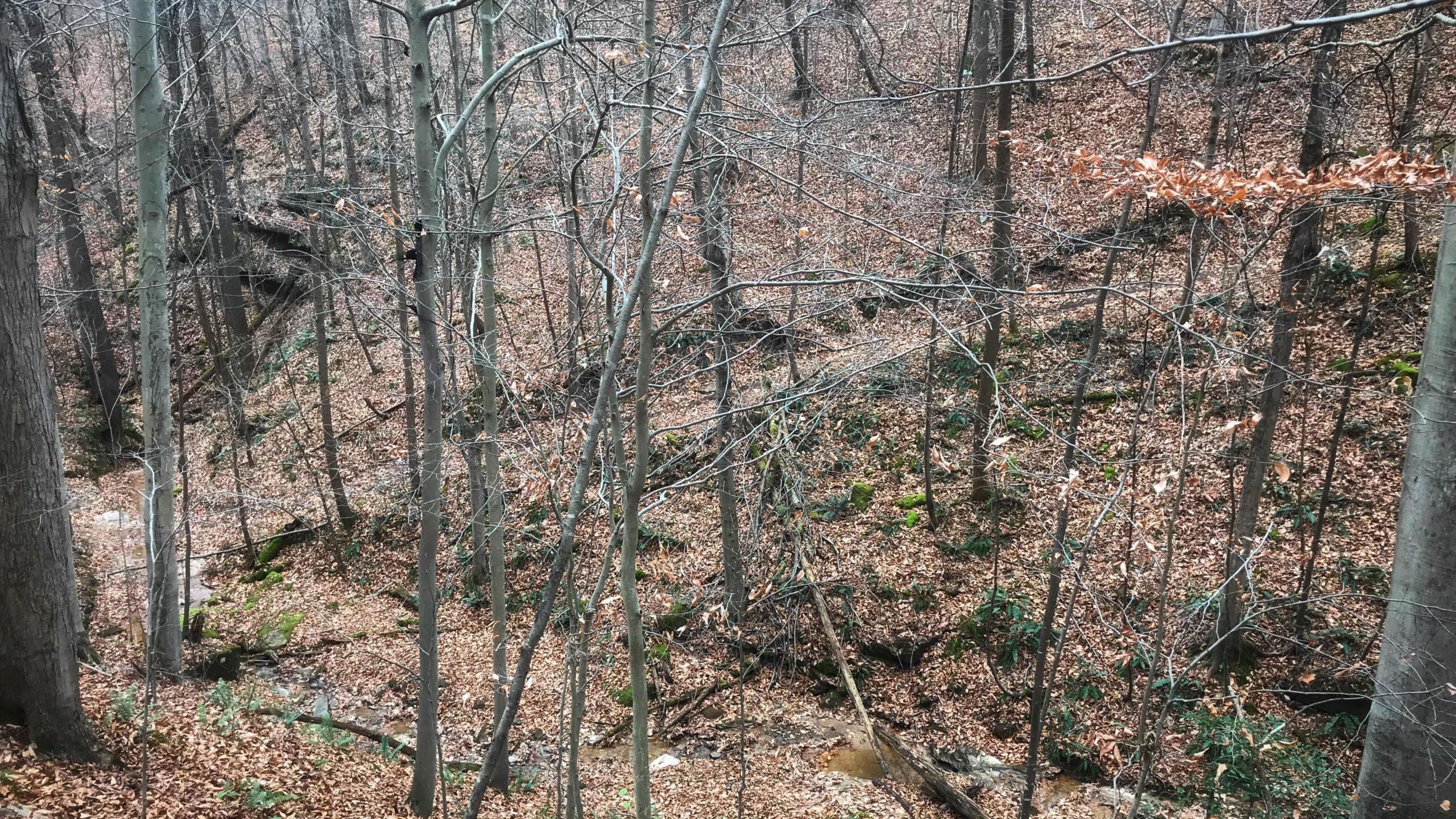 A tranquil forest scene depicting bare trees amidst the fallen leaves on the forest floor. A small, winding creek is partially visible, surrounded by moss-covered rocks and patches of greenery. The muted colors suggest early spring or late fall, creating a serene and natural atmosphere. Cato Park mountain bike trail.