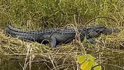A crocodile basking on a grassy riverbank, partially surrounded by green vegetation and water. Tuckers Grade Out Tram Grade Back mountain bike trail.