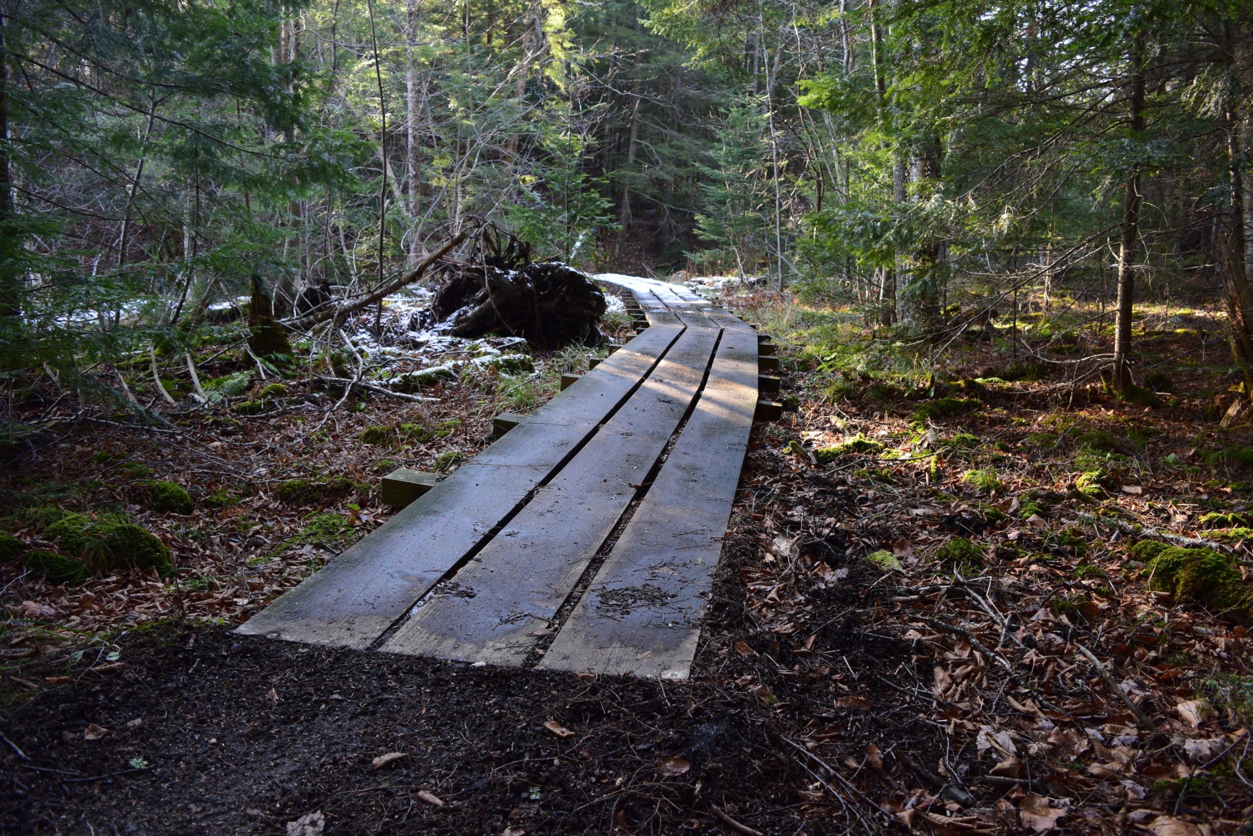 Wooden boardwalk winding through a forested area, surrounded by trees and scattered fallen leaves, with patches of snow visible in the background. Saranac Lake Central School Trail 2 mountain bike trail.