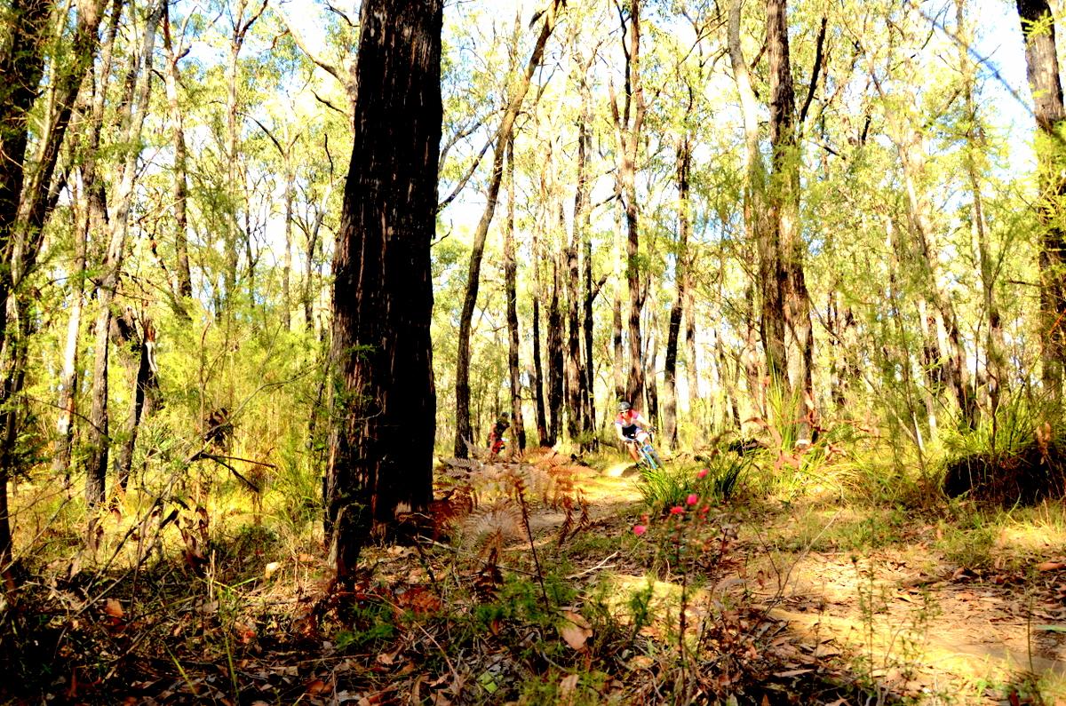 A sunlit forest scene with tall trees and scattered foliage, featuring two individuals riding bicycles along a dirt path. Wildflowers and ferns are visible in the foreground, creating a vibrant and natural atmosphere. Forrest Mtb Trails mountain bike trail.