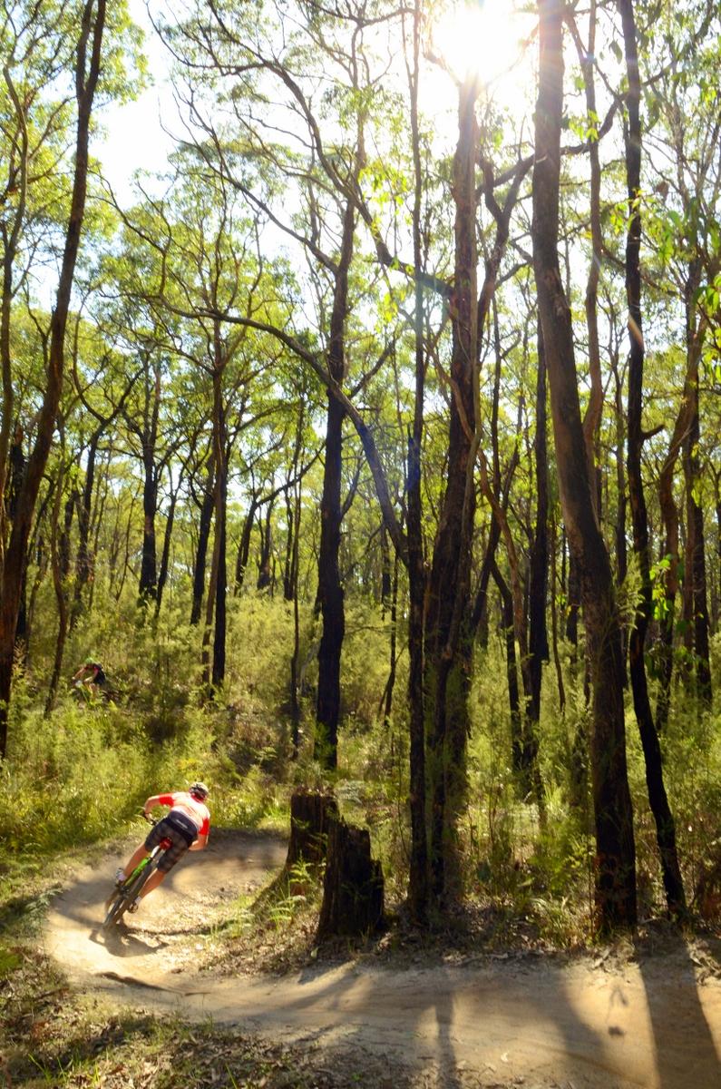 A mountain biker navigates a winding trail through a sunlit forest, surrounded by tall trees and lush greenery. Sunlight filters through the leaves, creating a vibrant outdoor scene. Forrest Mtb Trails mountain bike trail.