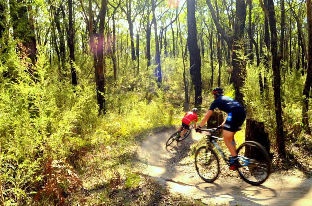 Two mountain bikers navigate a winding dirt trail through a lush green forest, with sunlight filtering through the trees. Forrest Mtb Trails mountain bike trail.
