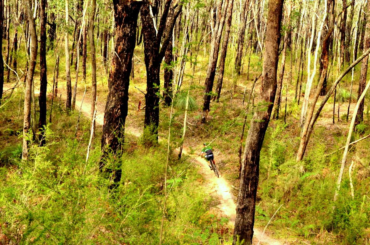A mountain biker riding along a winding dirt trail through a lush forest with tall trees and greenery. Forrest Mtb Trails mountain bike trail.