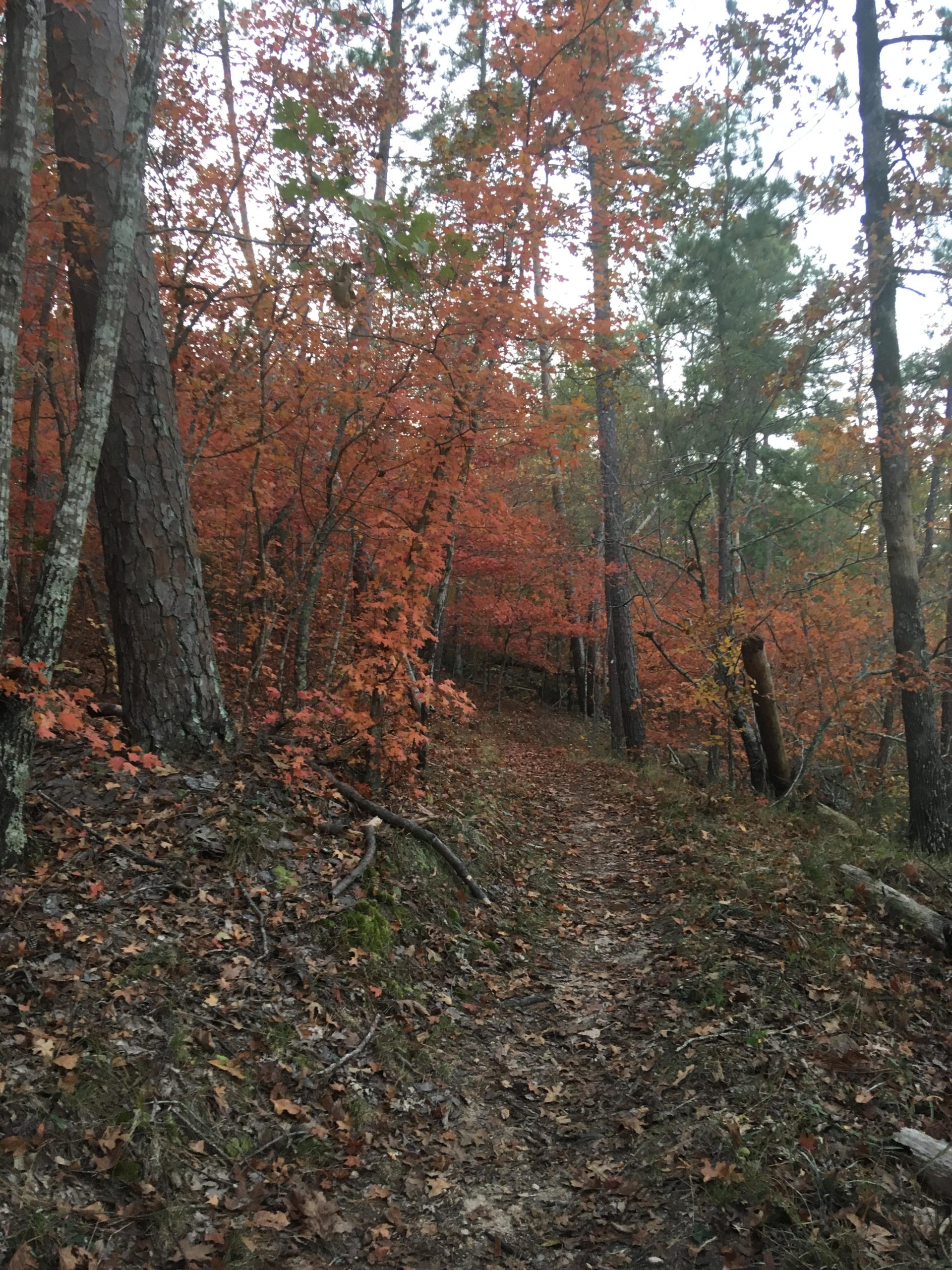 A winding dirt path through a forest, surrounded by trees adorned with vibrant autumn foliage in shades of red and orange. The scene conveys a peaceful and tranquil atmosphere, with fallen leaves scattered along the trail. Lake Springs Loop mountain bike trail.
