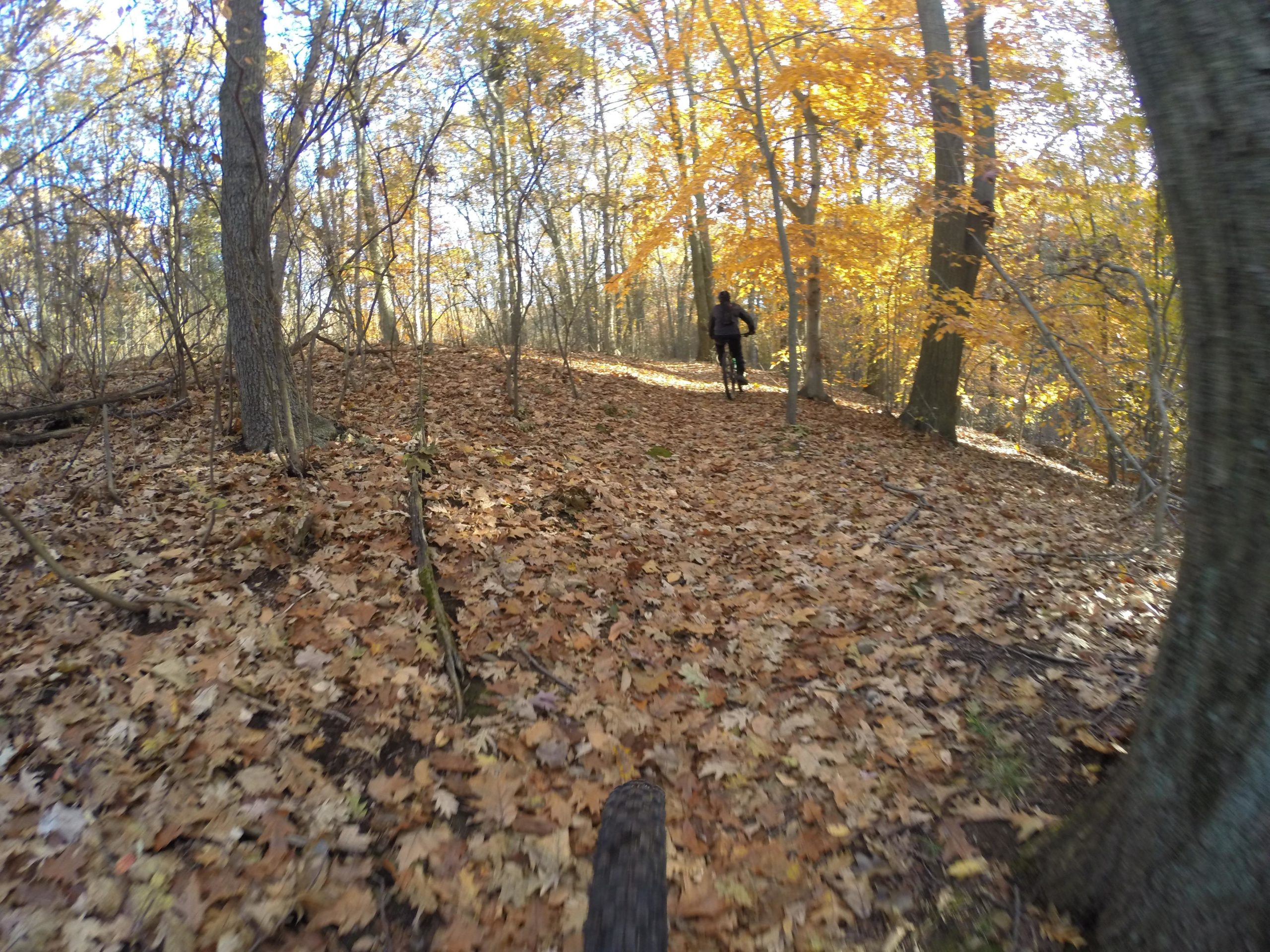 A cyclist riding on a forest trail covered in fallen leaves, surrounded by trees with vibrant autumn foliage in shades of yellow and orange. The scene captures the essence of a picturesque fall day in nature. Richmond Avenue and Forest Hill road mountain bike trail.