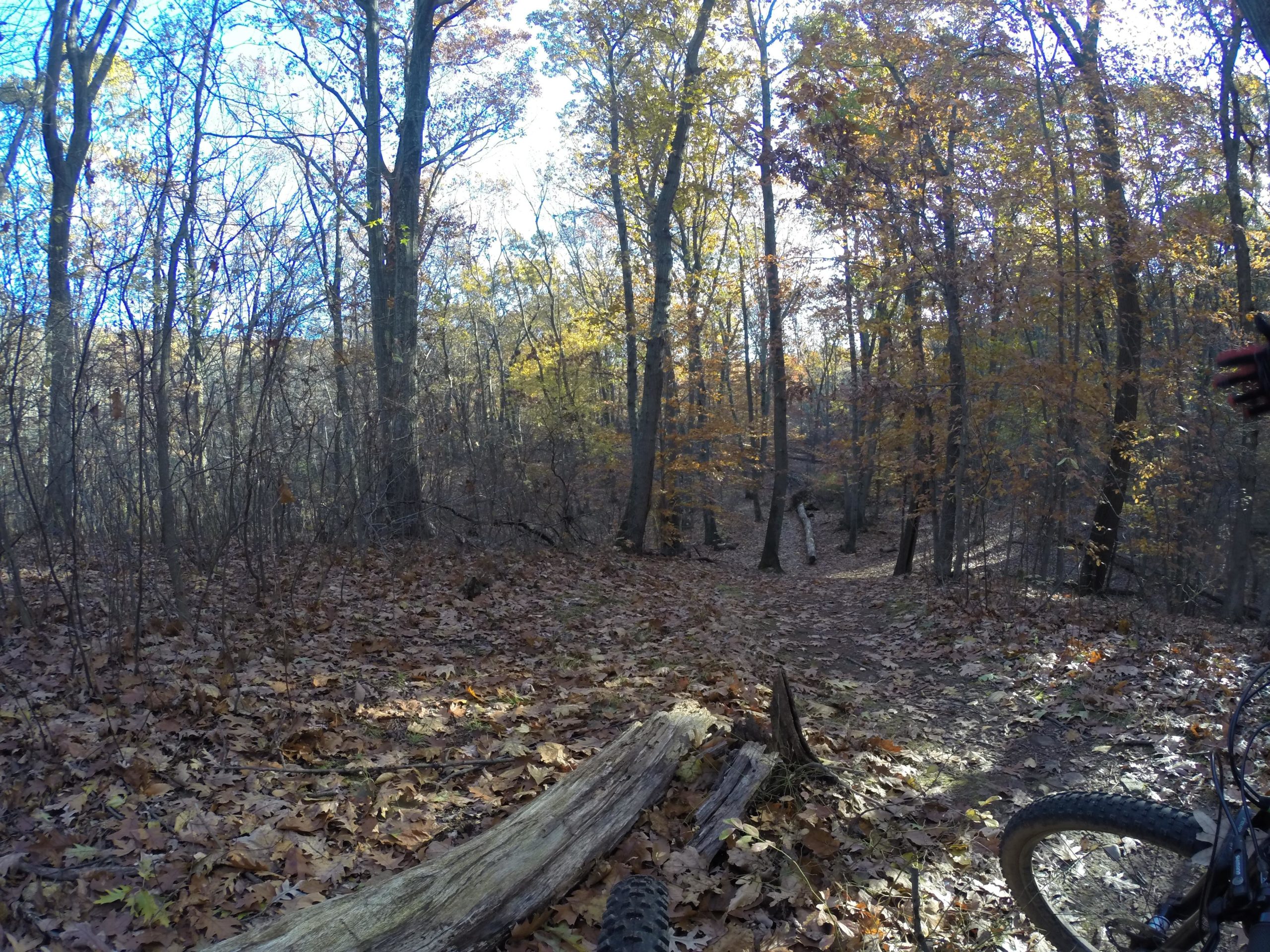 A wooded trail in autumn, surrounded by trees with colorful fall leaves, and a carpet of fallen leaves on the ground. The scene captures a peaceful, natural setting with soft sunlight filtering through the branches. A log lies on the ground near a mountain bike wheel, indicating a biking path. Richmond Avenue and Forest Hill road mountain bike trail.