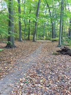 A scenic forest path covered with fallen leaves, surrounded by tall green trees. The path is winding and leads further into the woods, creating a peaceful and natural atmosphere. Tamaques Trails mountain bike trail.