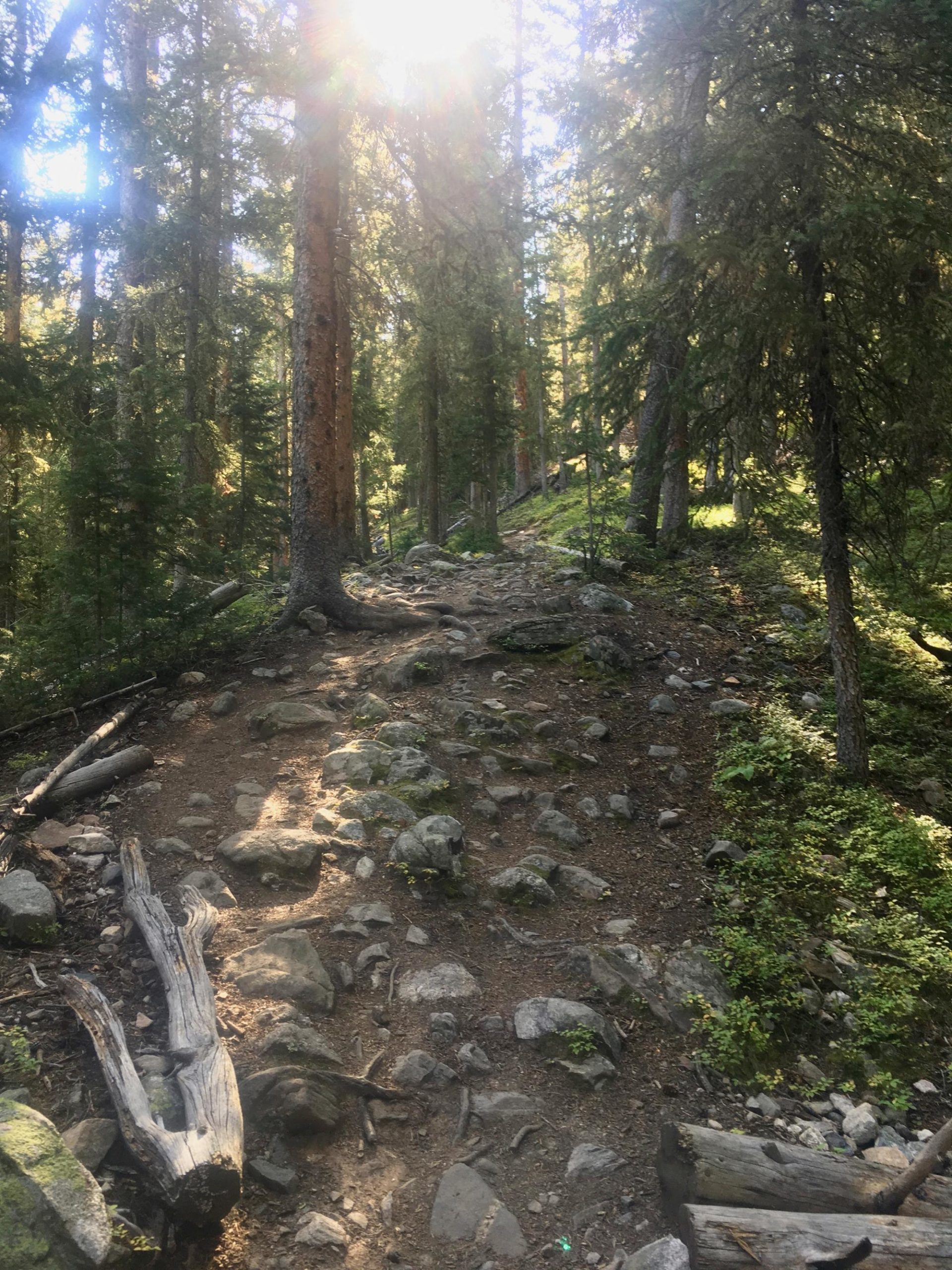 A sunlight-dappled path winding through a forest, lined with tall trees and scattered rocks. The ground is earthy and uneven, with logs and greenery visible alongside the trail, creating a serene and natural atmosphere. Colorado Trail: Kenosha Pass To Breckenridge mountain bike trail.