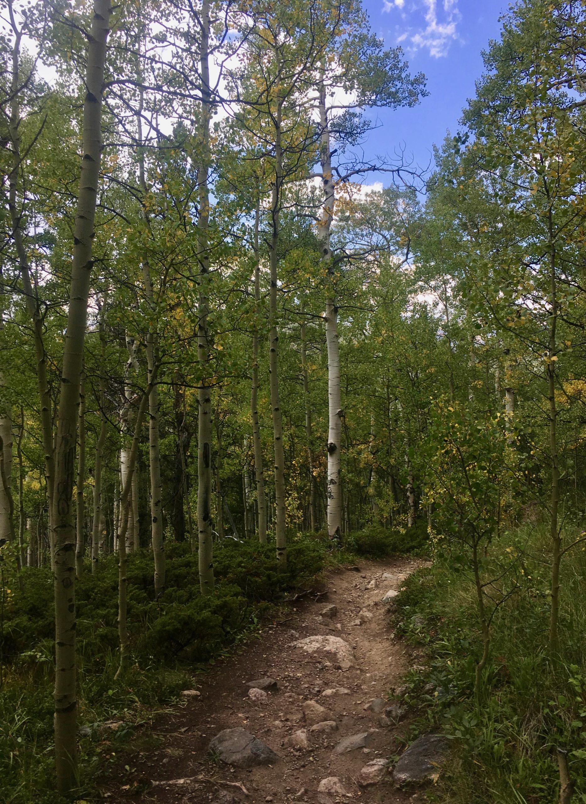 A narrow, rocky path winds through a lush forest of tall aspen trees, with bright green leaves and hints of yellow. The sky above is partially cloudy, showcasing a mix of blue and white. The scene conveys a serene, natural environment ideal for hiking or exploring. Colorado Trail: Kenosha Pass To Breckenridge mountain bike trail.
