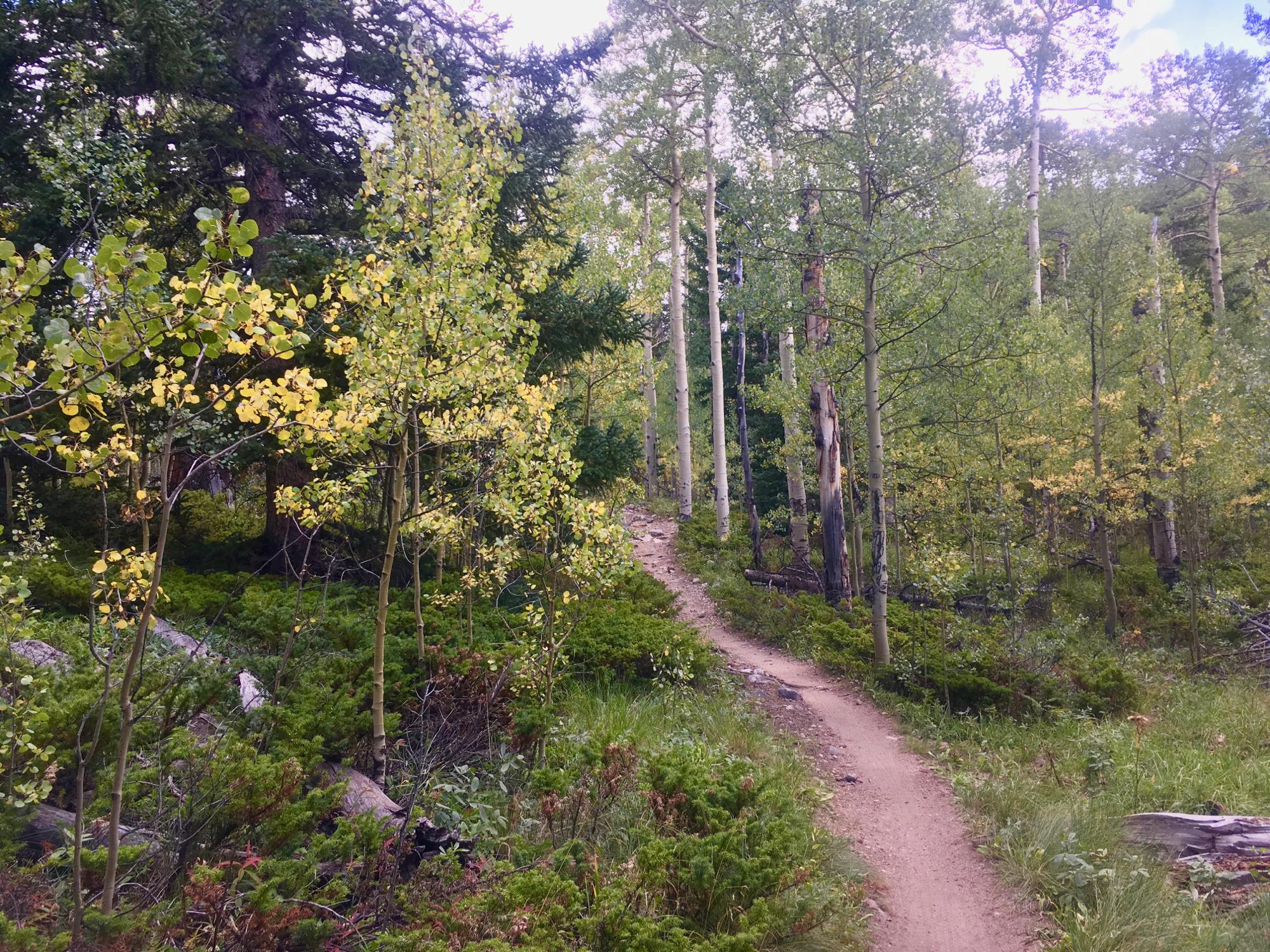 A narrow dirt path winds through a lush green forest, flanked by tall trees and vibrant leaves. The scene features a mix of aspen trees with hints of autumn colors, including shades of yellow, surrounded by verdant shrubs and grasses. Sunlight filters through the branches, casting a warm glow on the trail. Colorado Trail: Kenosha Pass To Breckenridge mountain bike trail.