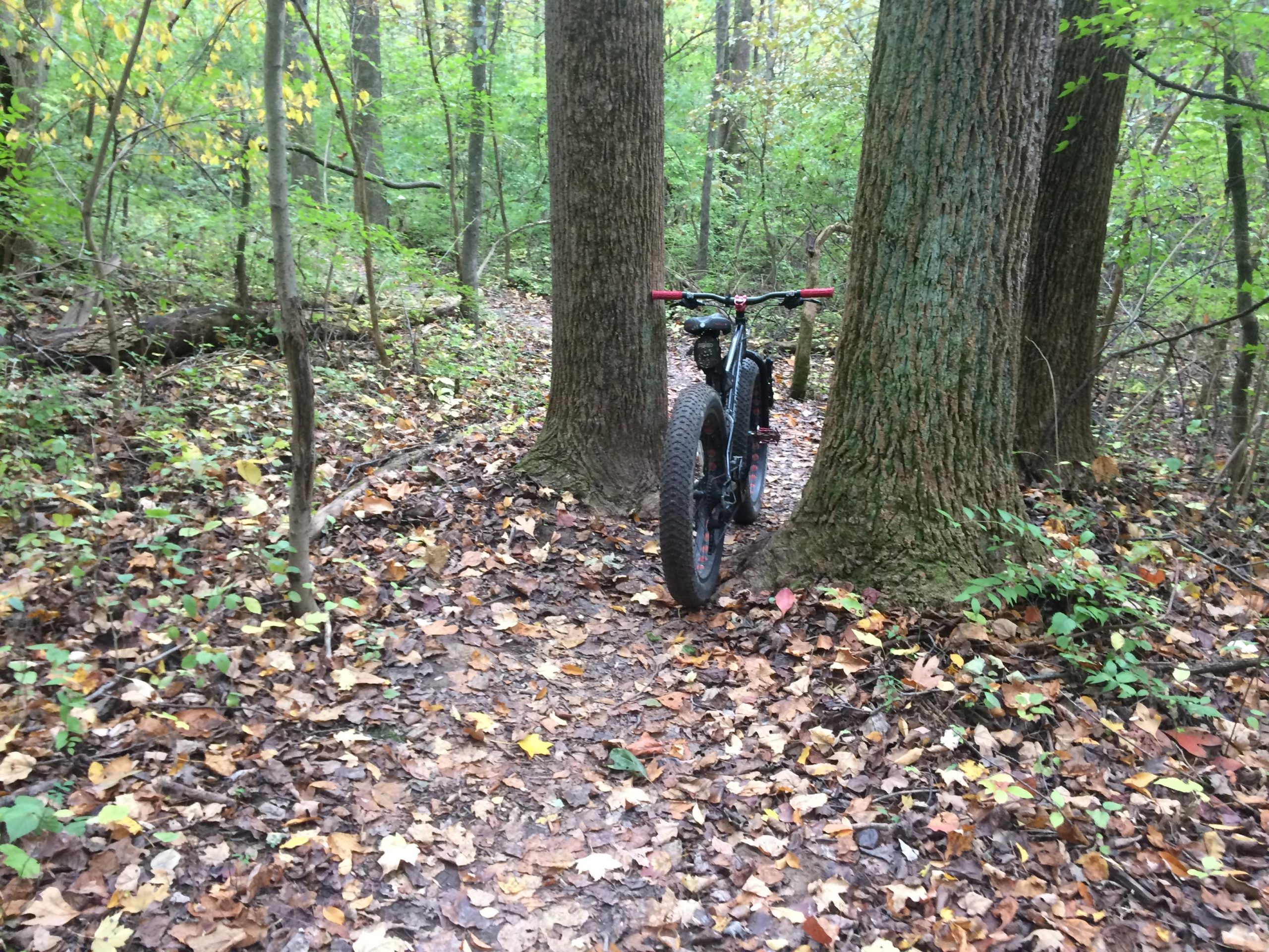 A mountain bike parked on a narrow trail surrounded by tall trees and fallen leaves in a lush forest setting. John Bryan State Park mountain bike trail.