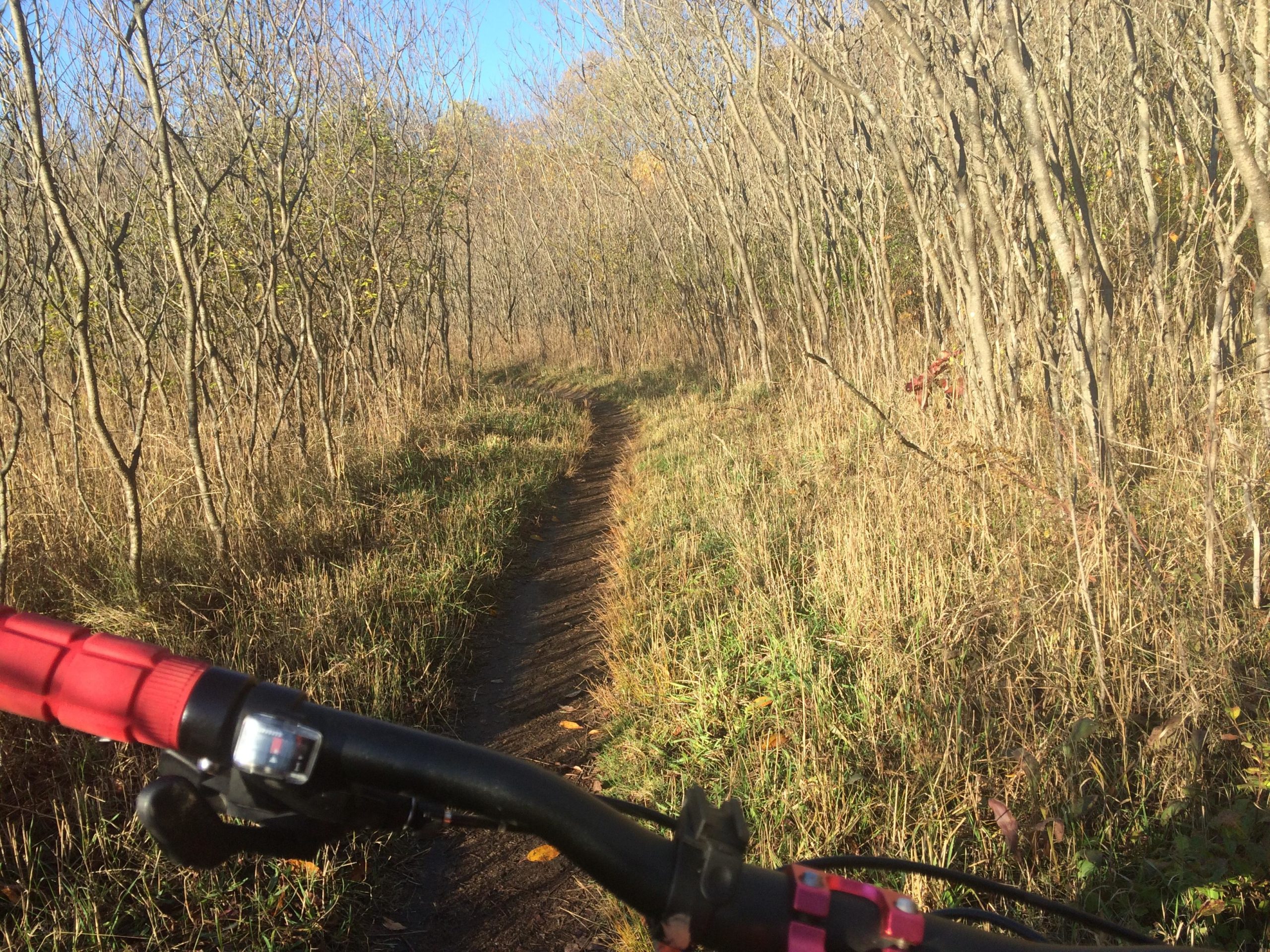 A close-up view of a mountain bike handlebar with red grips, positioned on a narrow dirt trail winding through a grassy area surrounded by thin trees. The scene is illuminated by bright sunlight, creating a tranquil outdoor atmosphere. Al Sabo mountain bike trail.