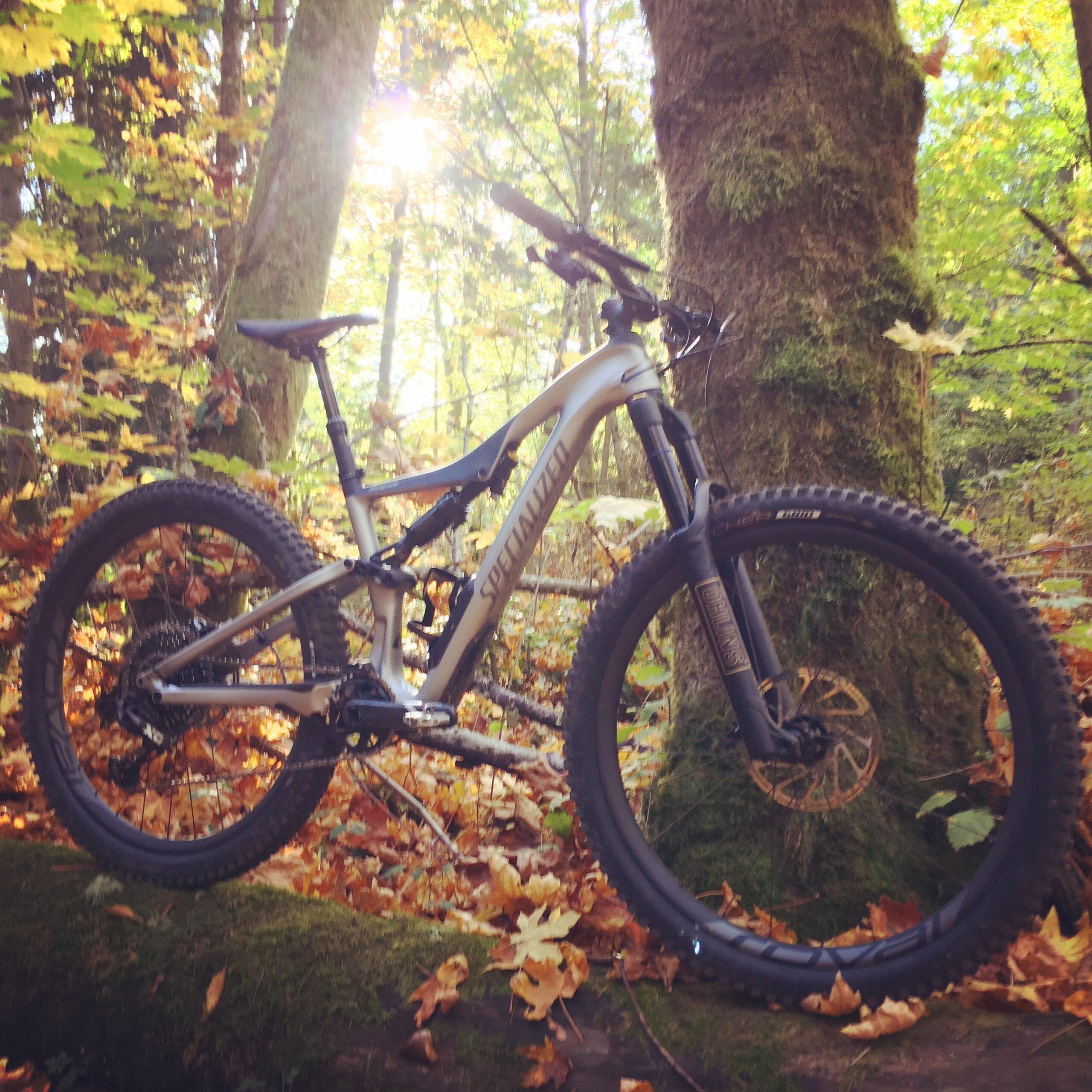 Specialized Stumpjumper FSR: A mountain bike leaning against a tree in a forest during autumn, surrounded by colorful fallen leaves and dappled sunlight filtering through the trees. The bike has a sleek silver frame and thick tires, indicating a focus on off-road riding.
